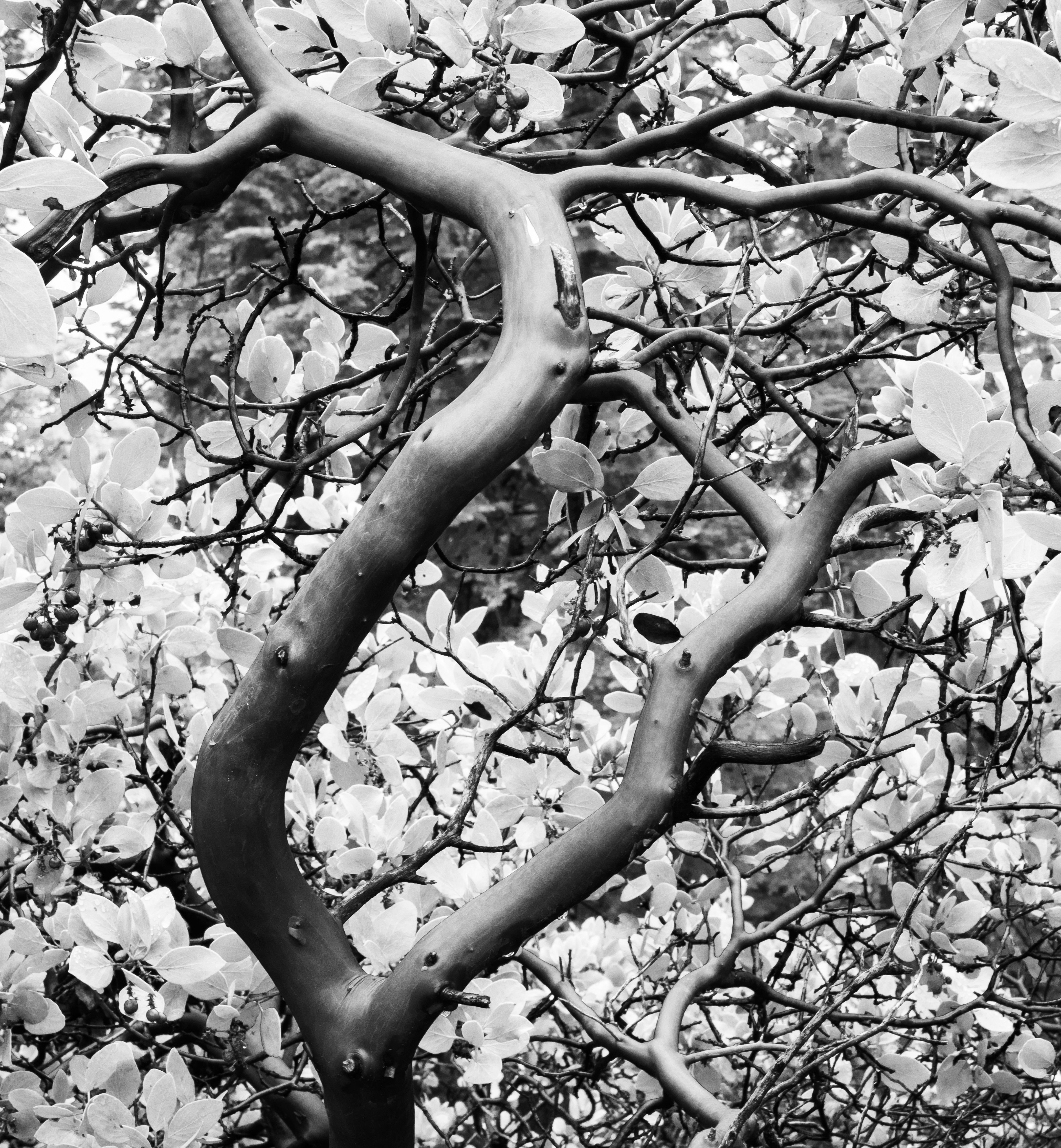 Manzanita 4