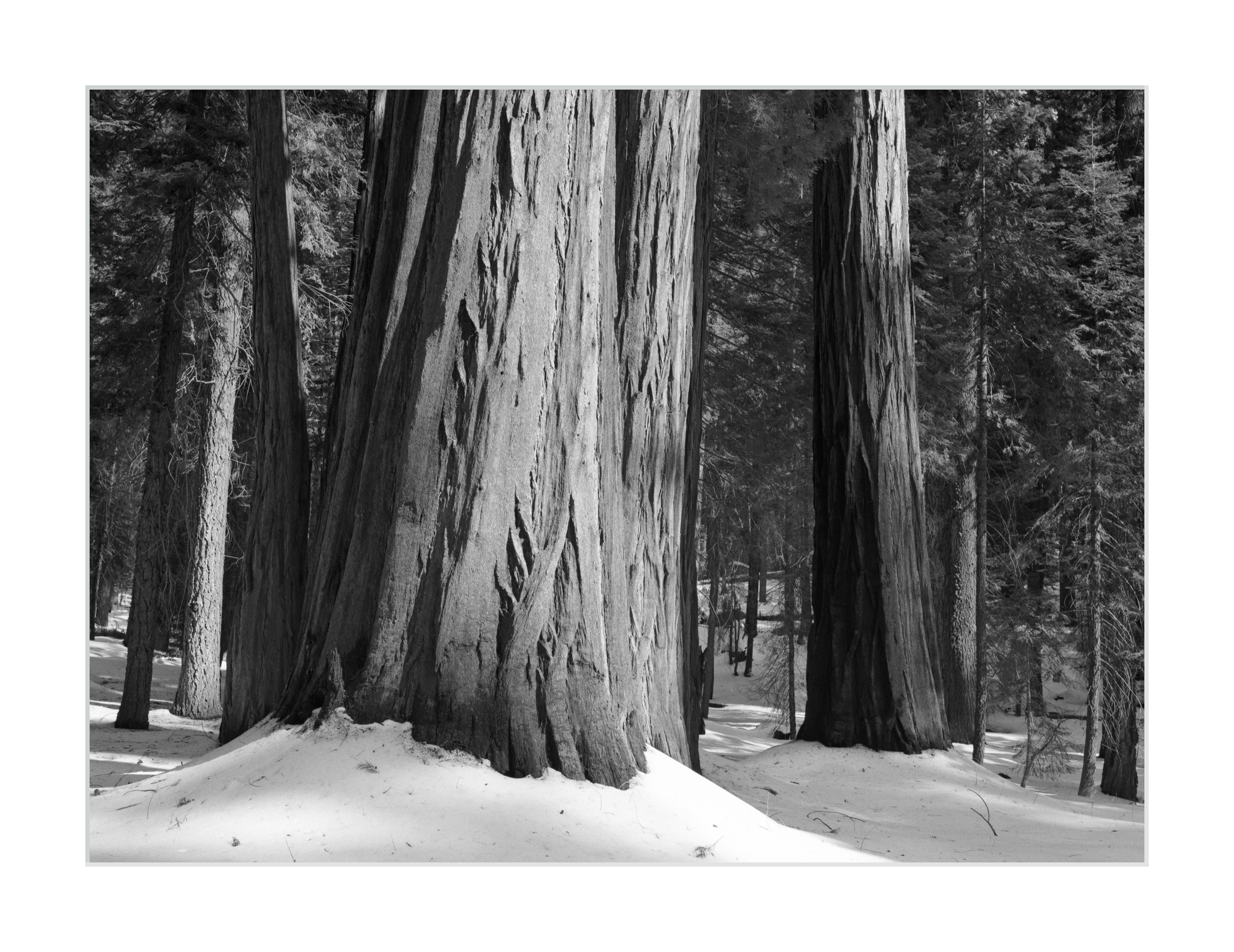 Giant Sequoias