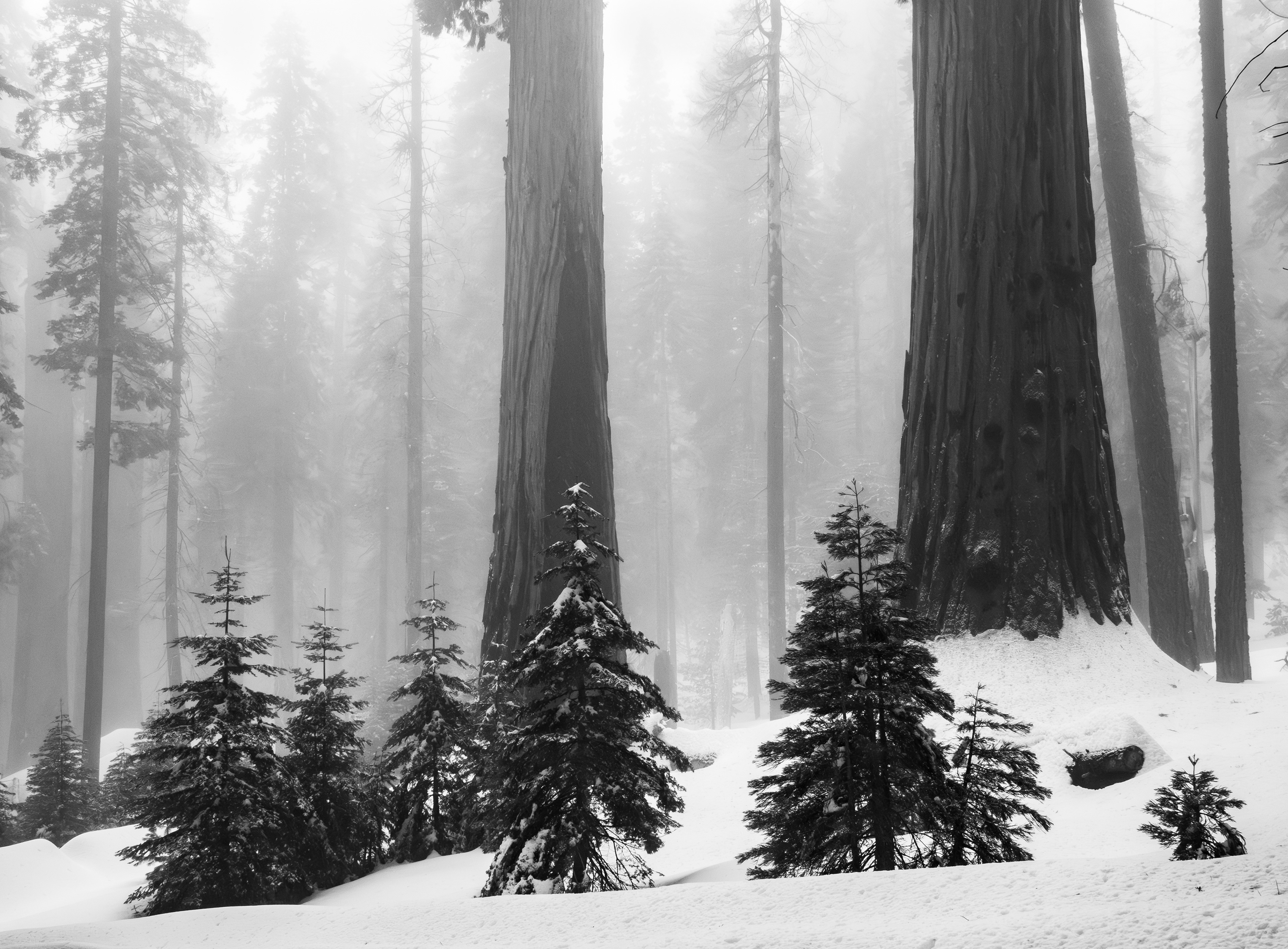 A Stand of Small Trees in Winter