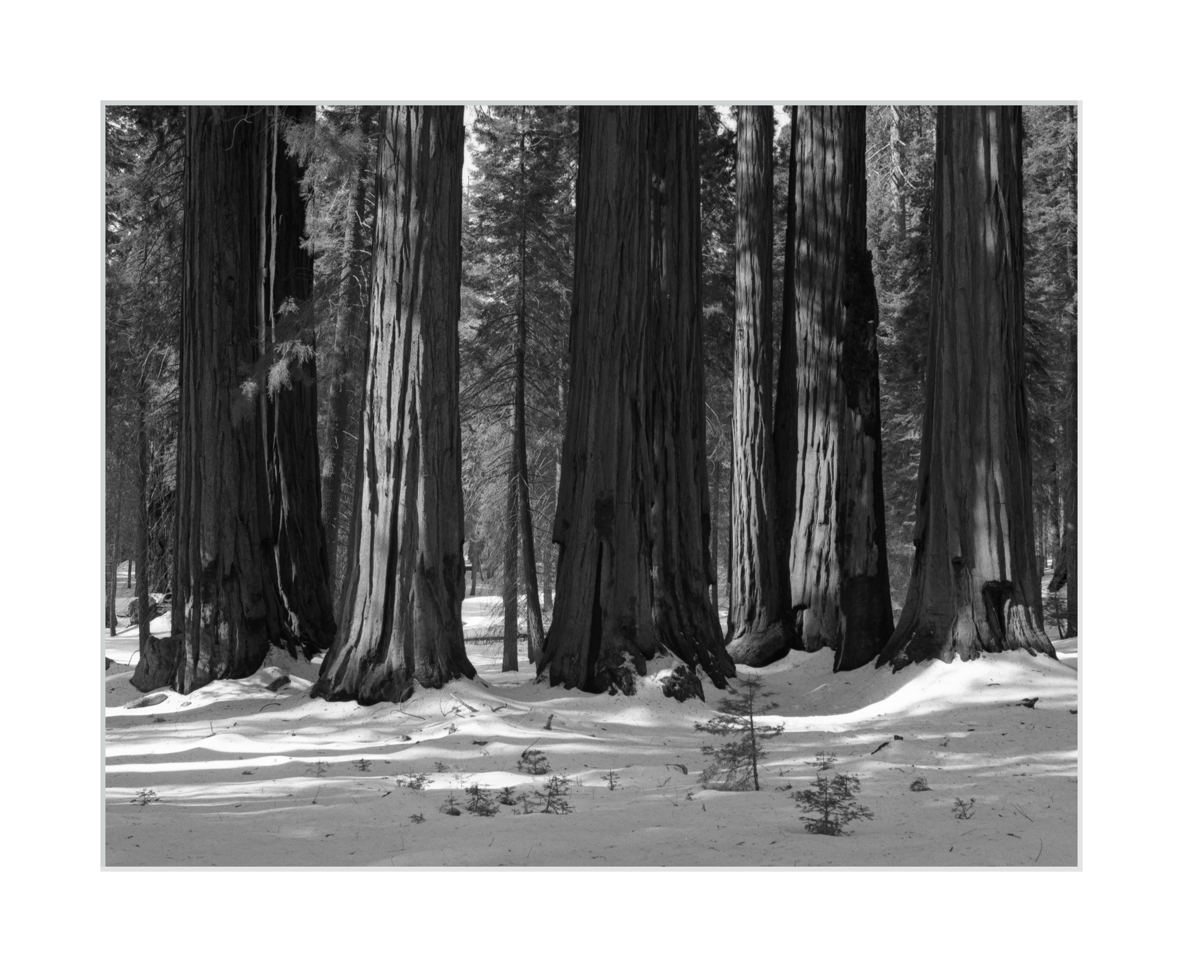 A Sequoia Grove in Winter
