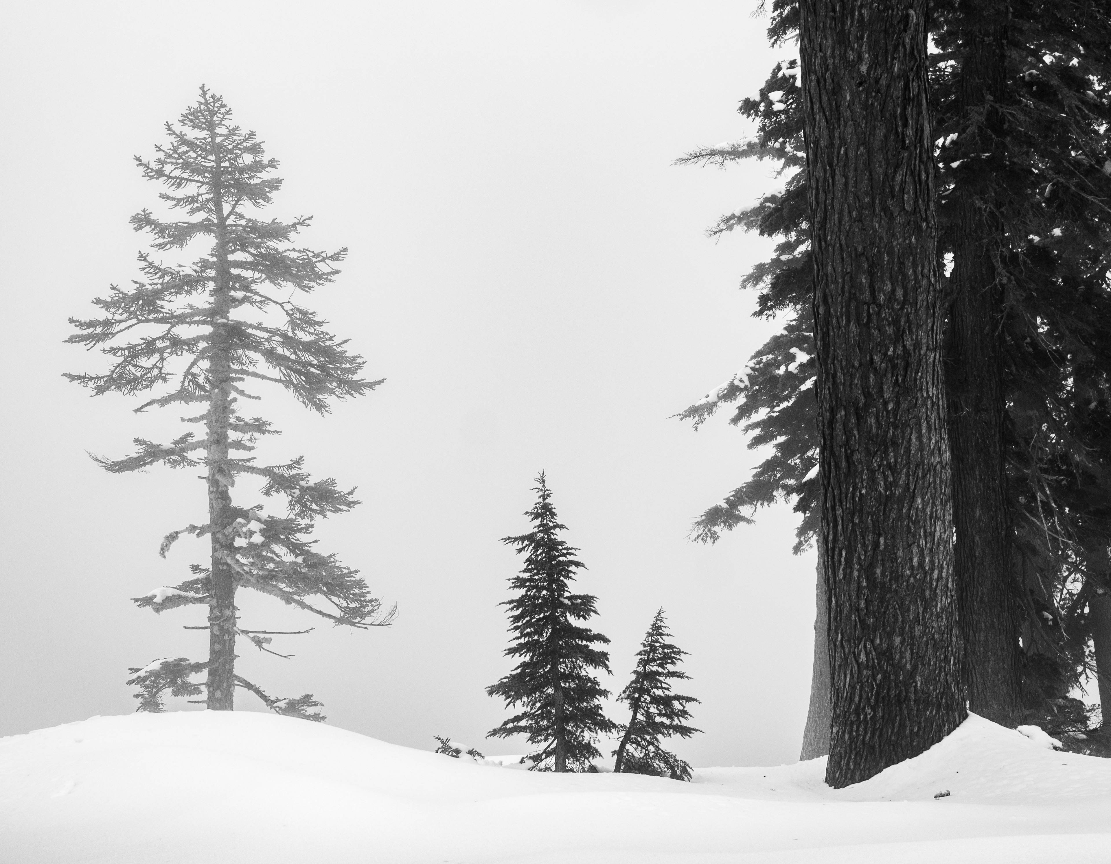 A Stand of Trees on a Foggy Winter's Day