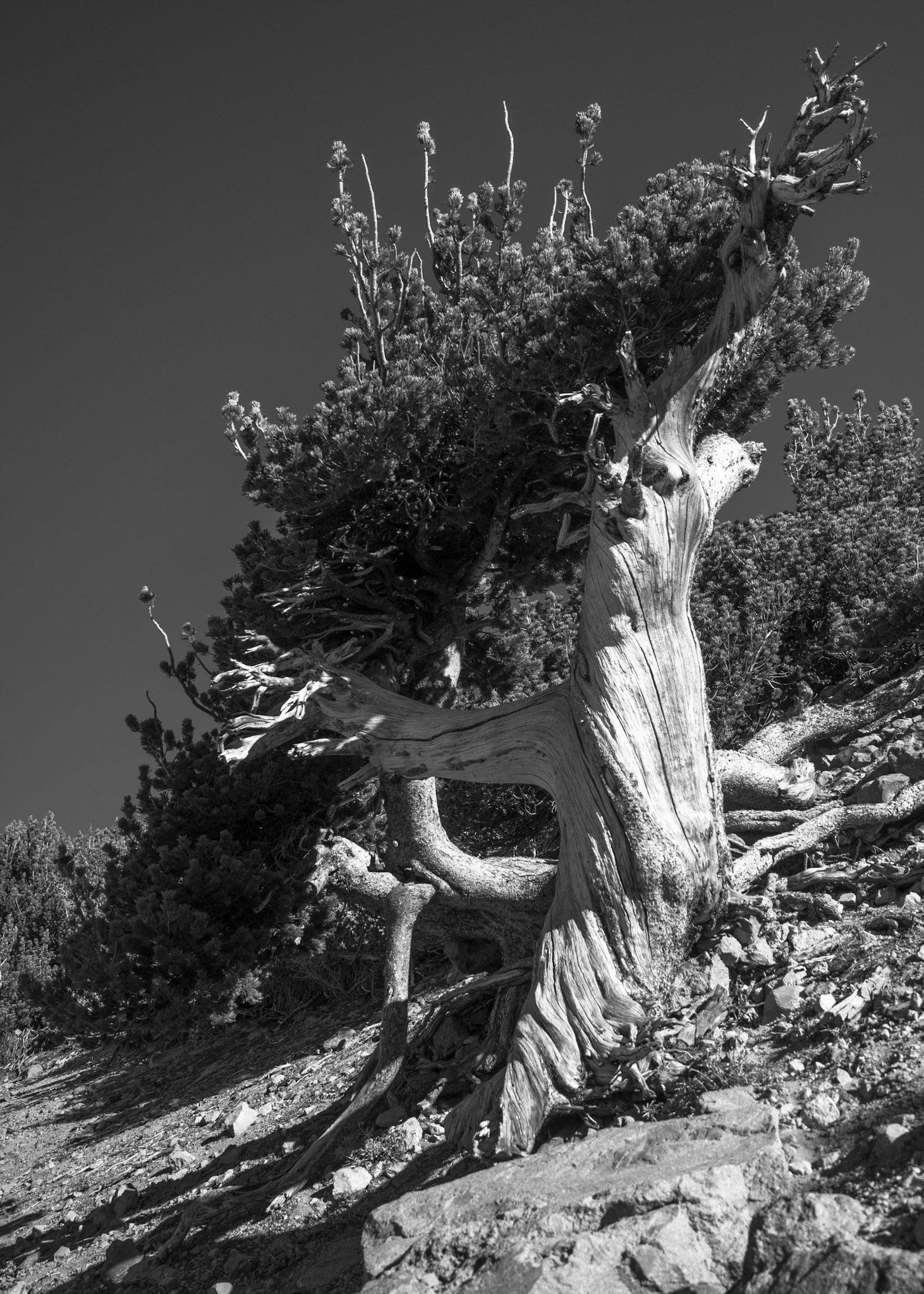 Tree on the Slope of Lassen Peak