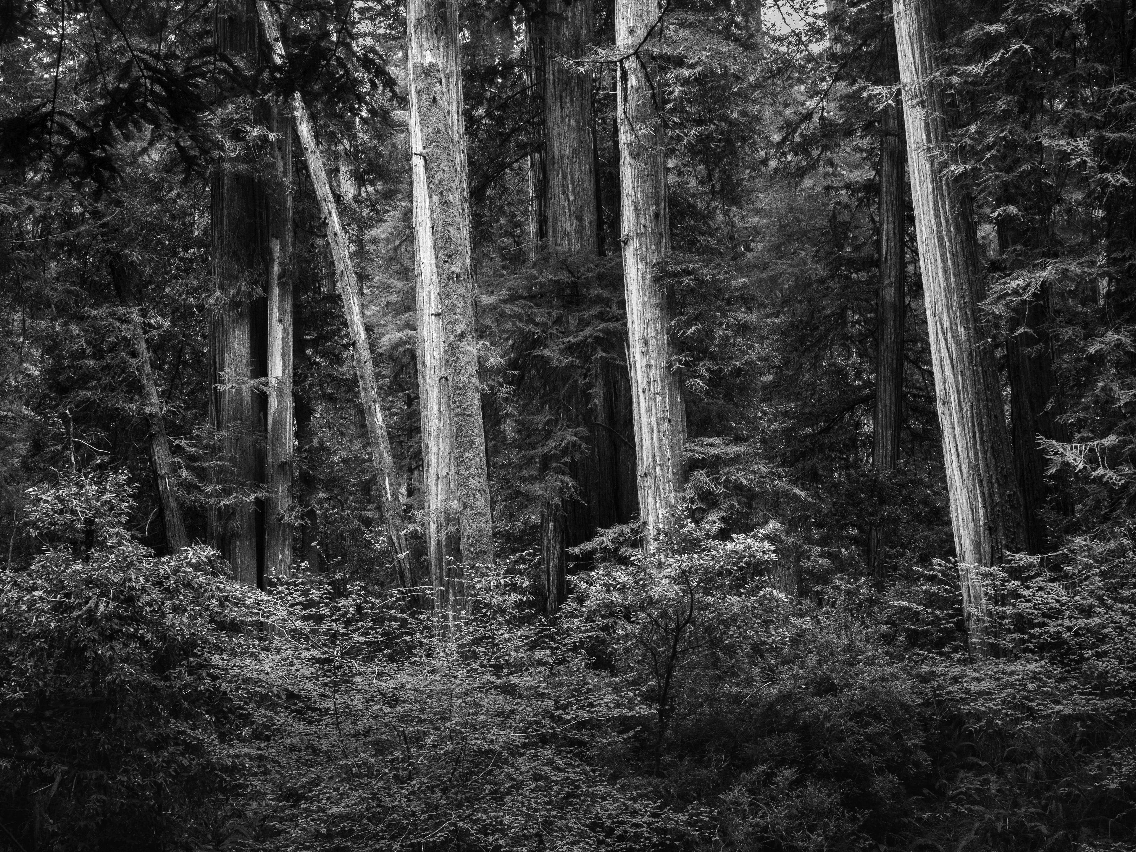 A Wall of Plant Life in a Redwood Grove #1