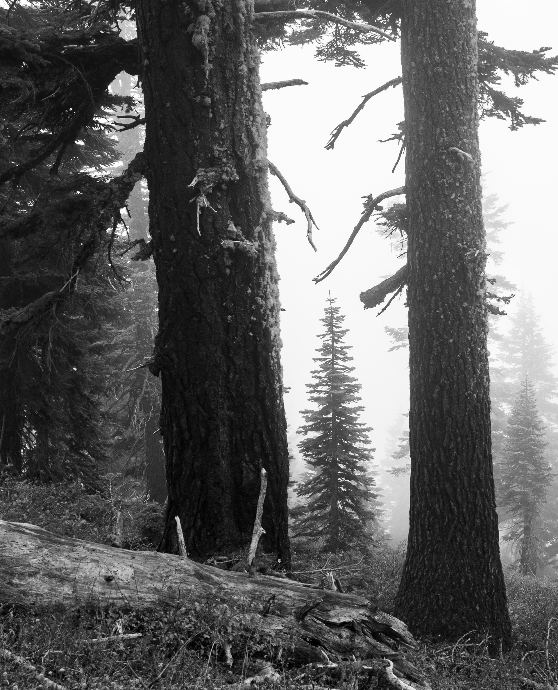 Tree in the Fog 2