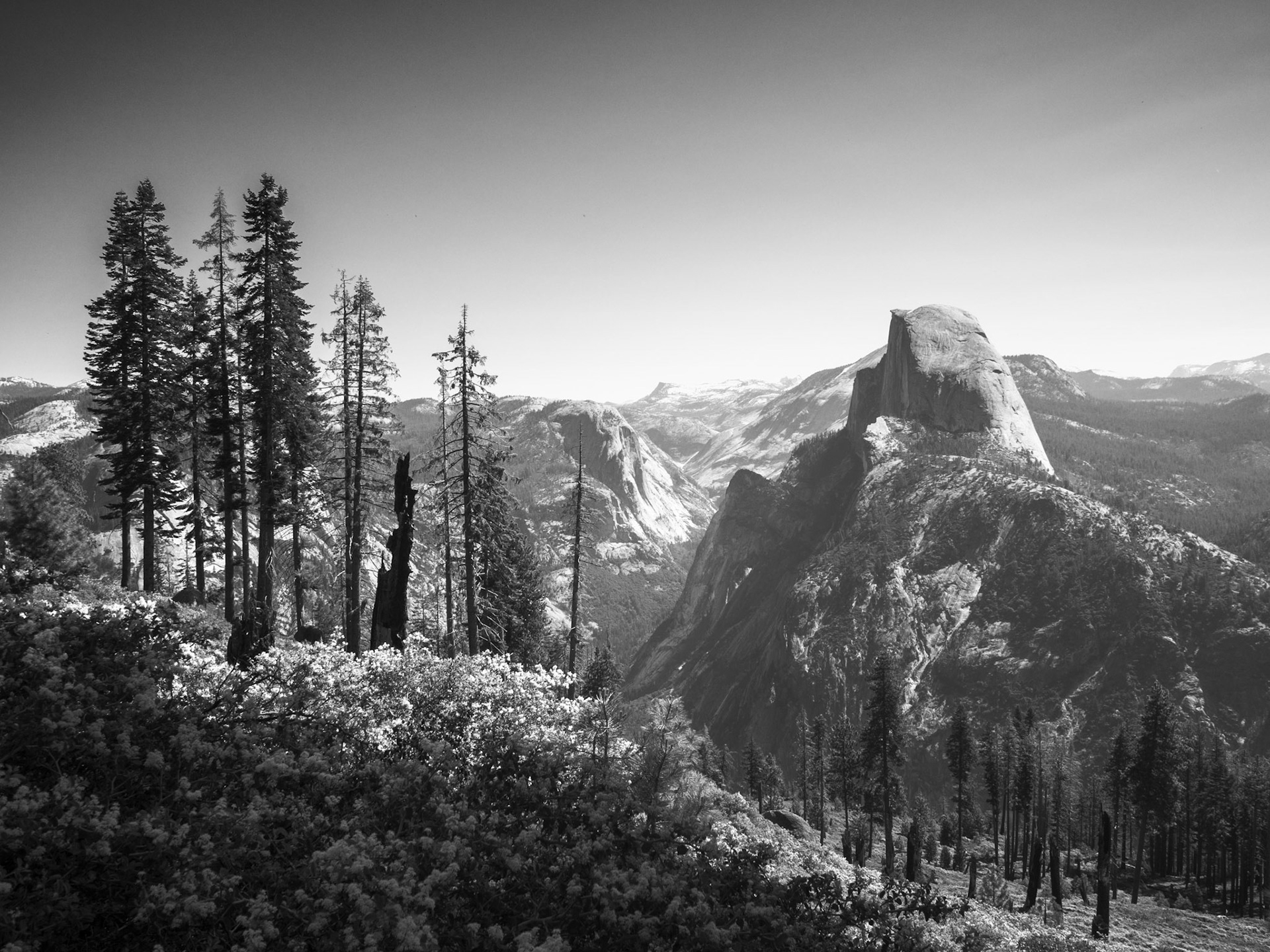 A Group of Trees Looking Toward Half Dome