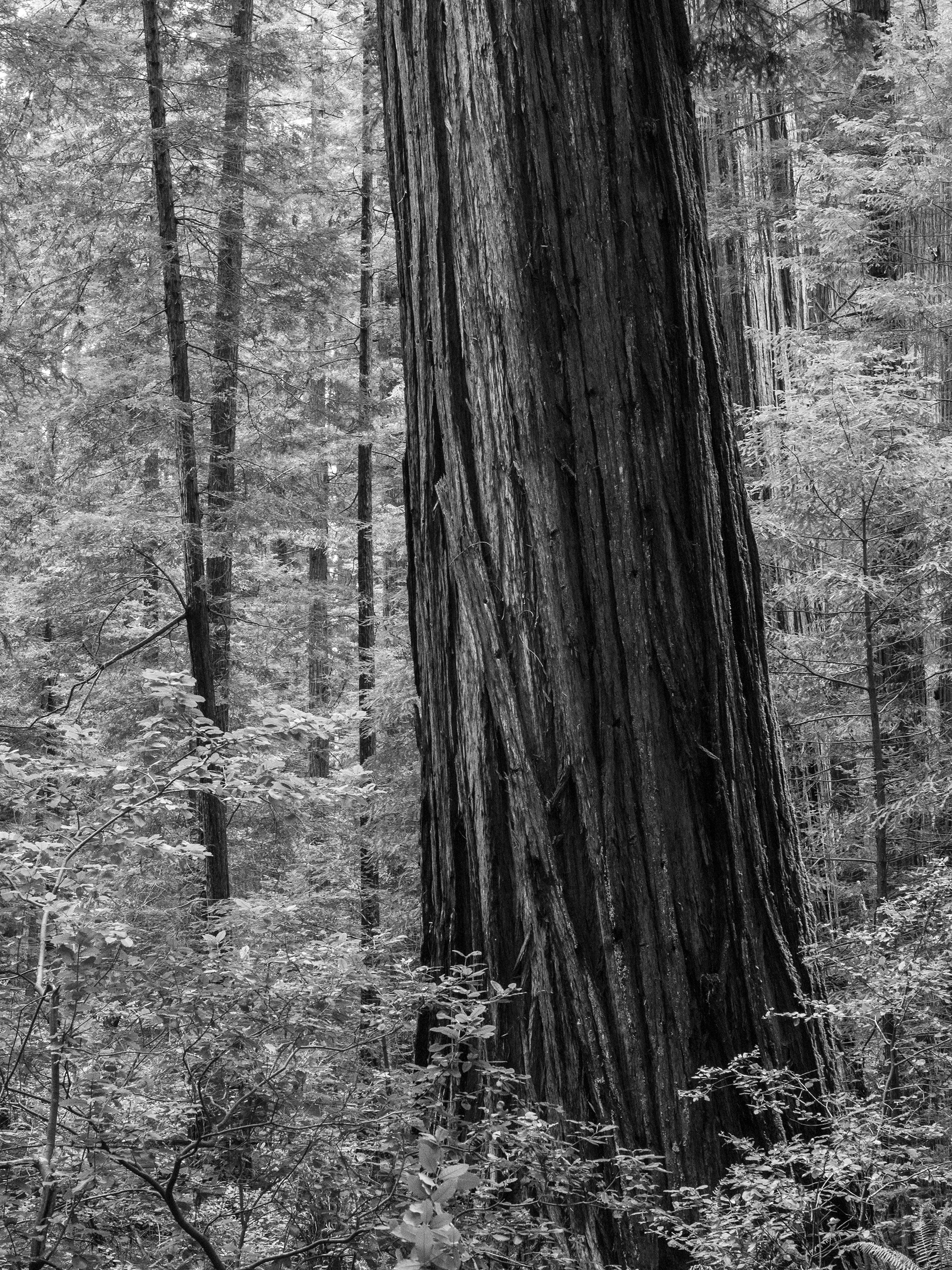 A Redwood in the Dense Forest of Humboldt
