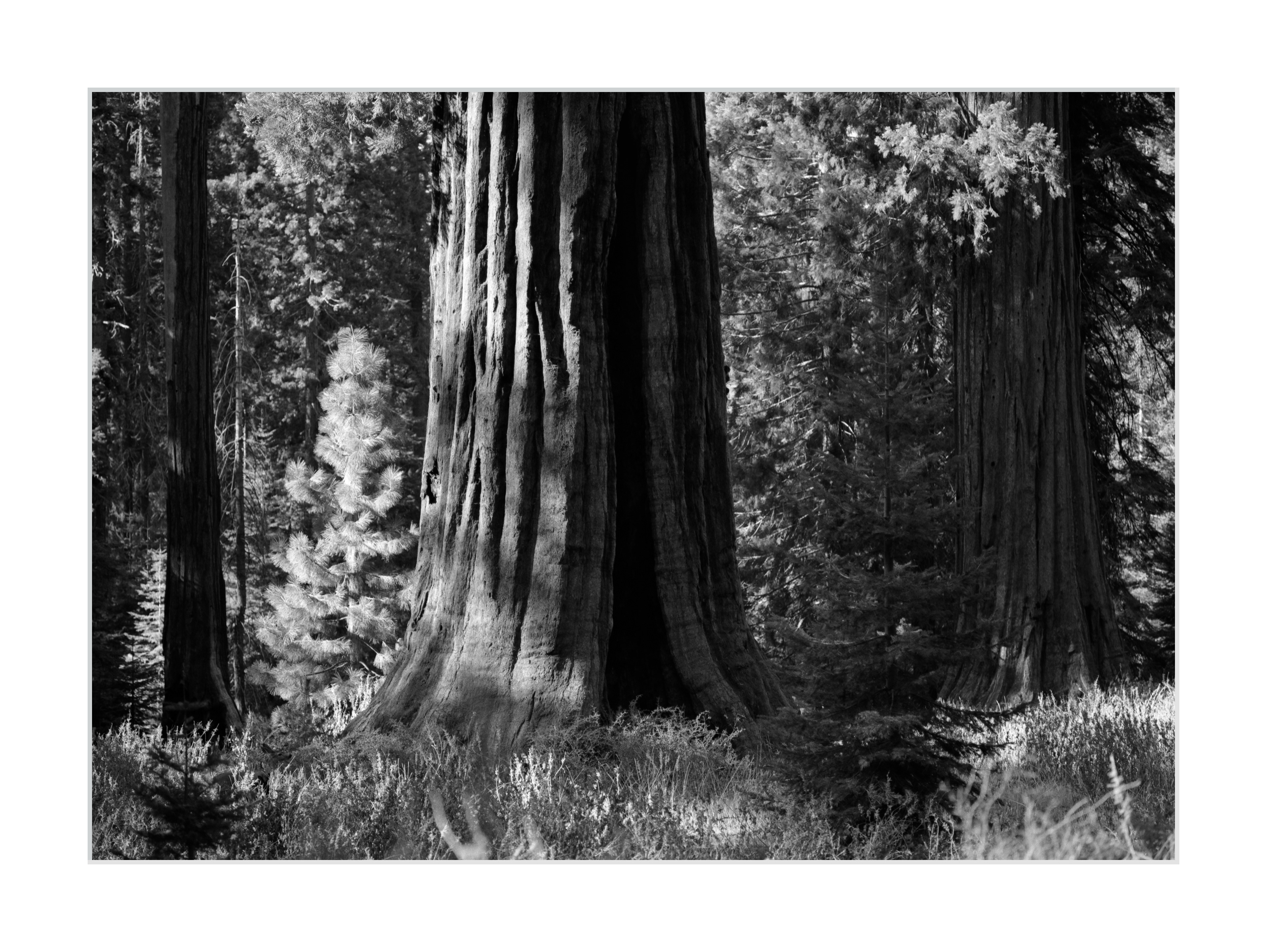 A Giant Sequoia