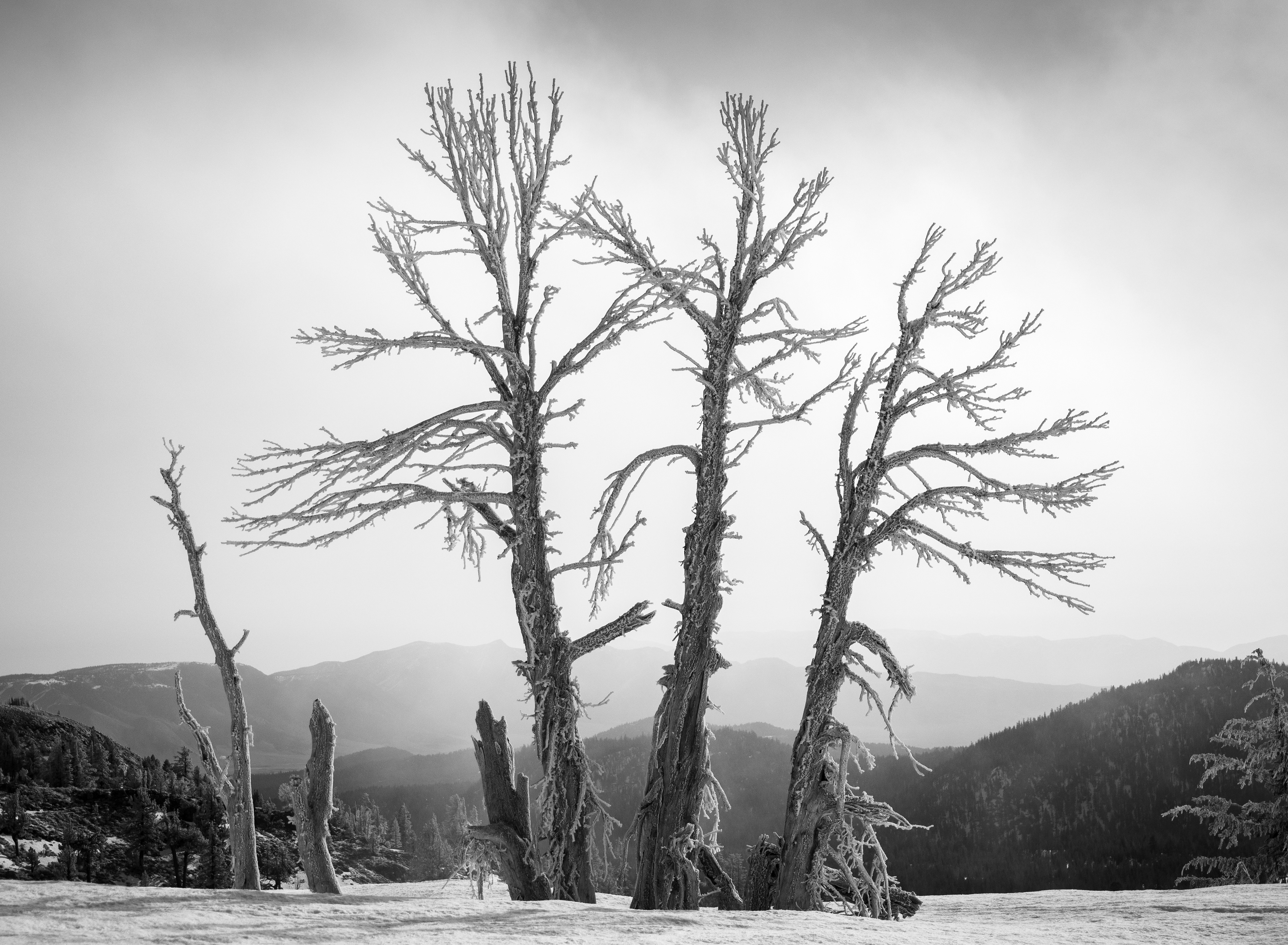 A Stand of Snags on San Joaquin Ridge