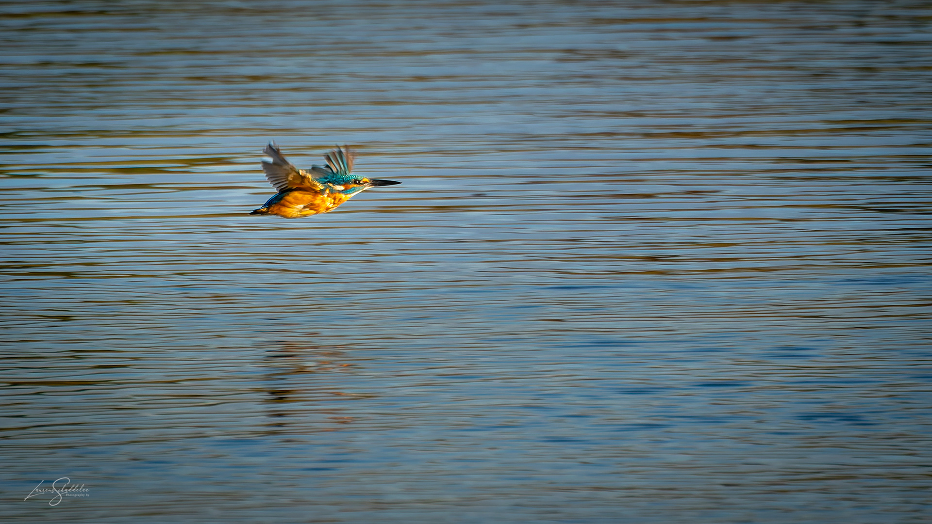 IJsvogel - Kingfisher