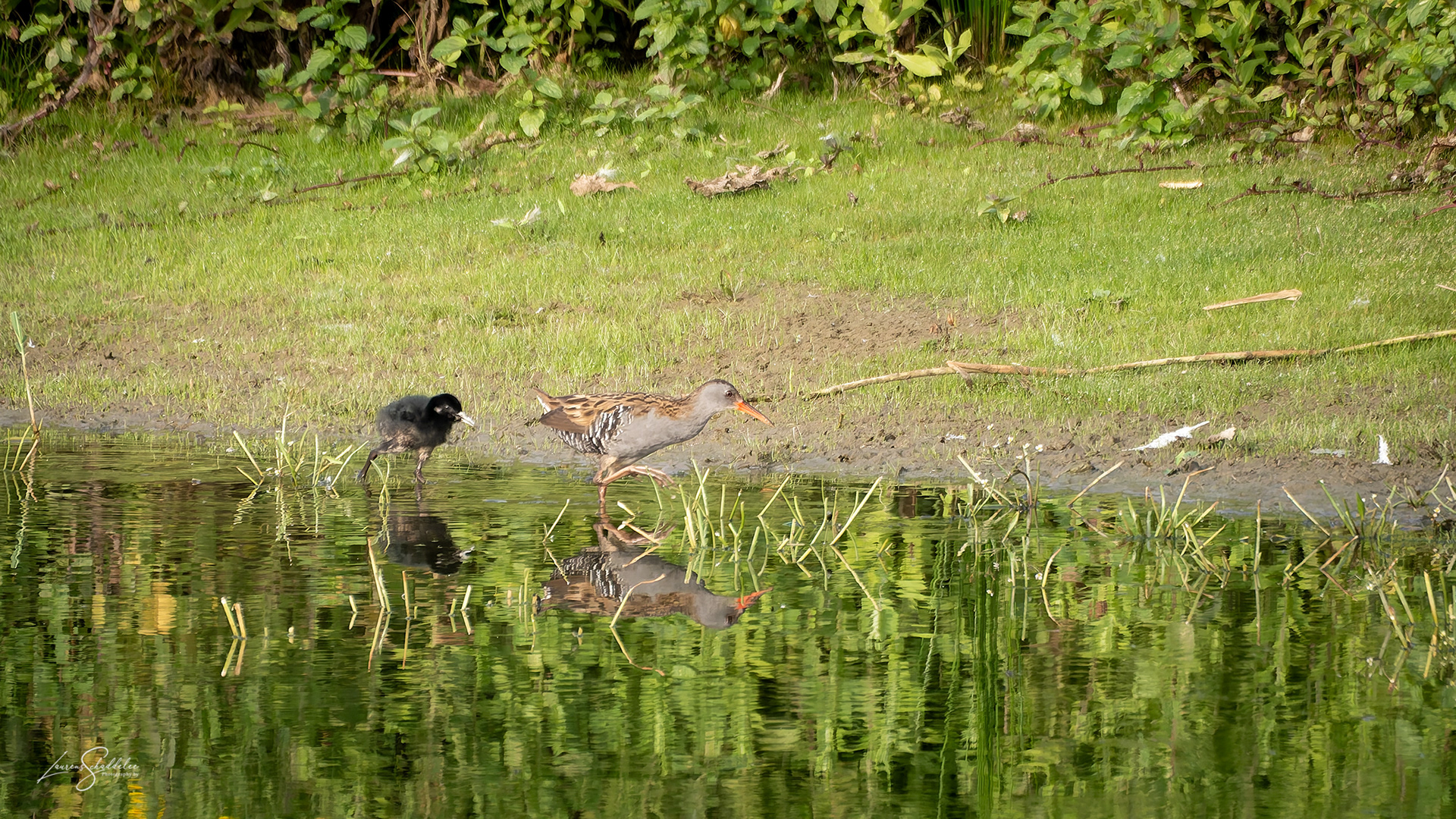 Waterral - Water Rail