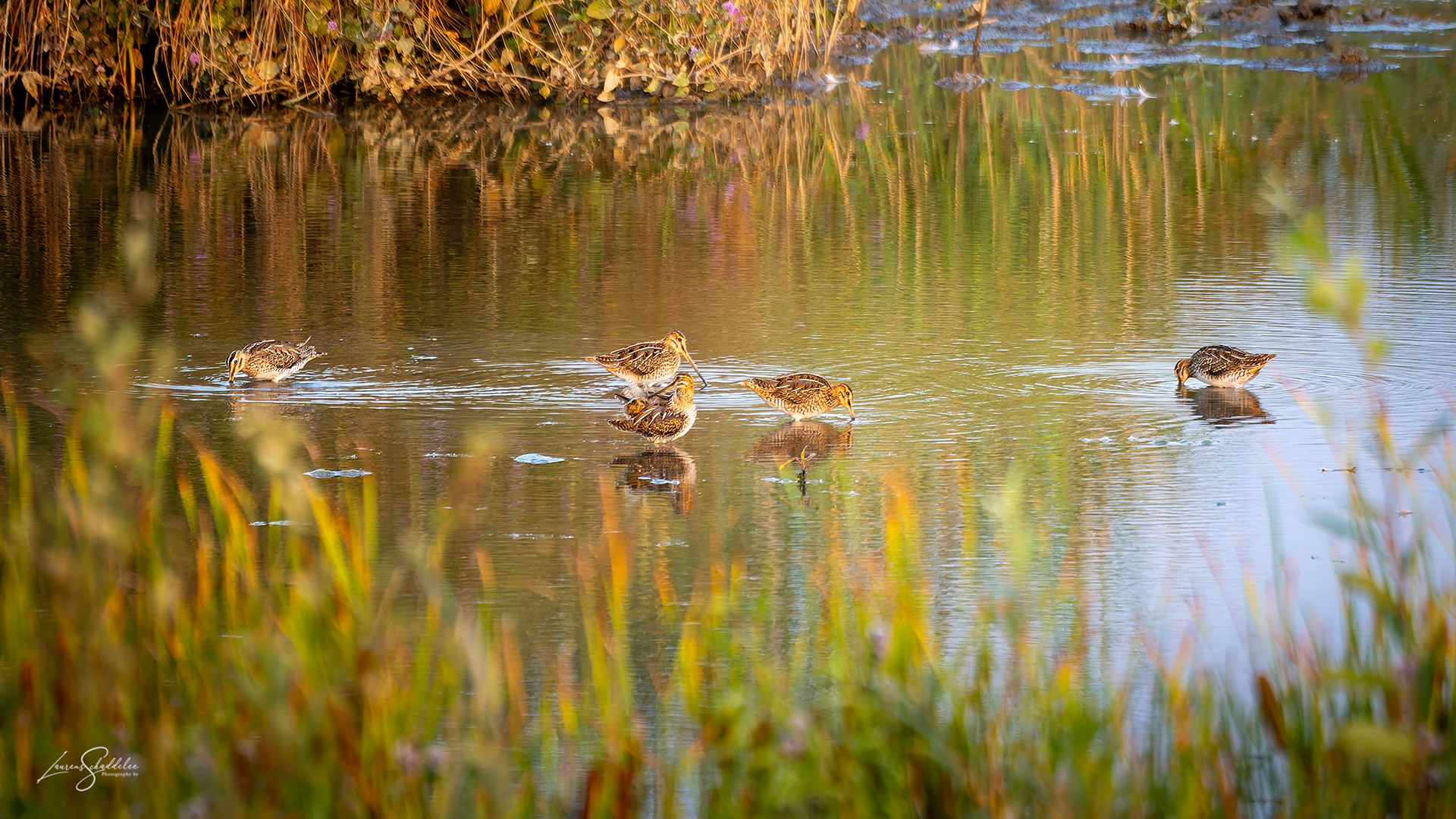 Watersnip - Snipe
