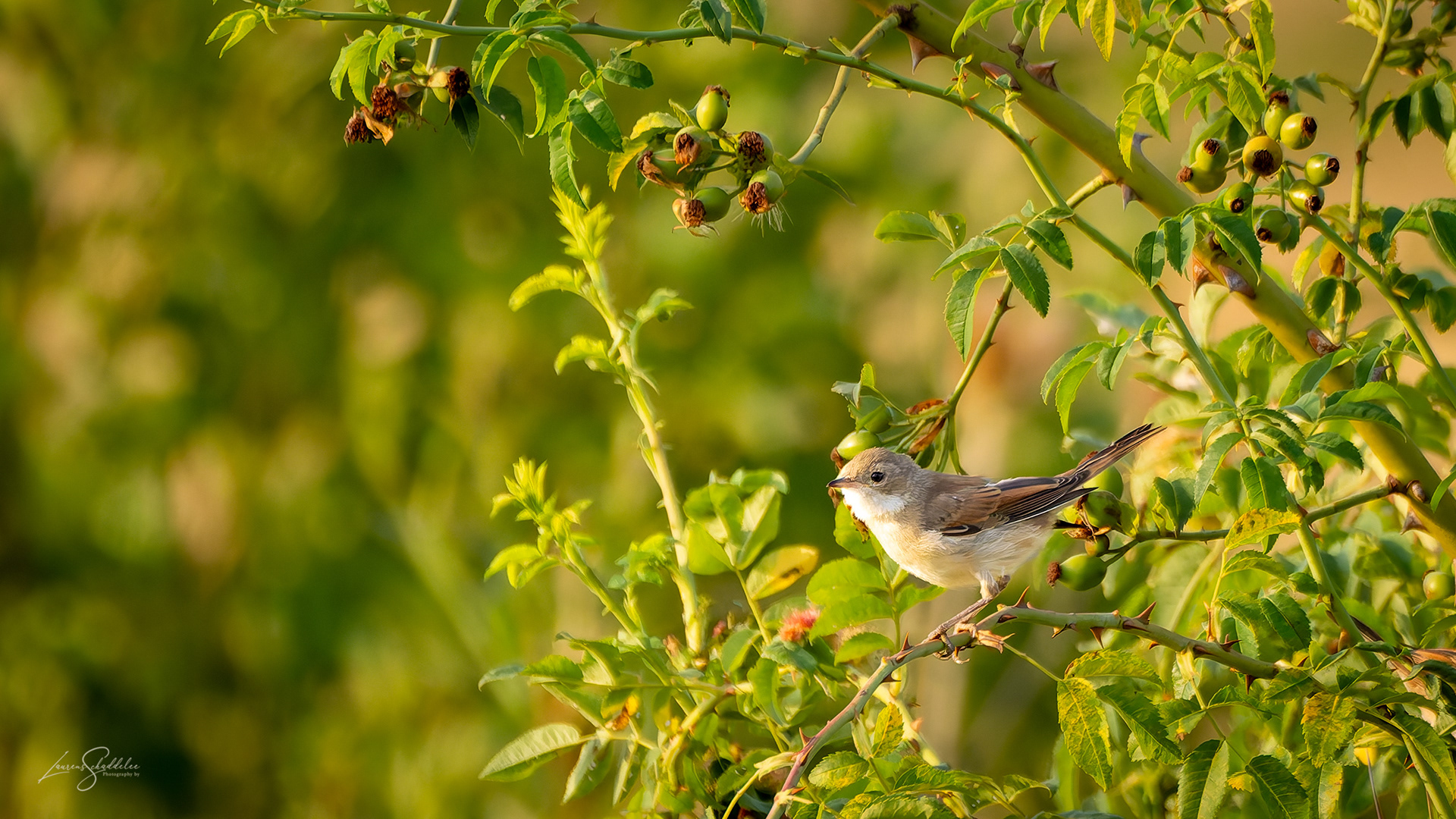 Grasmus - Common Whitethroat
