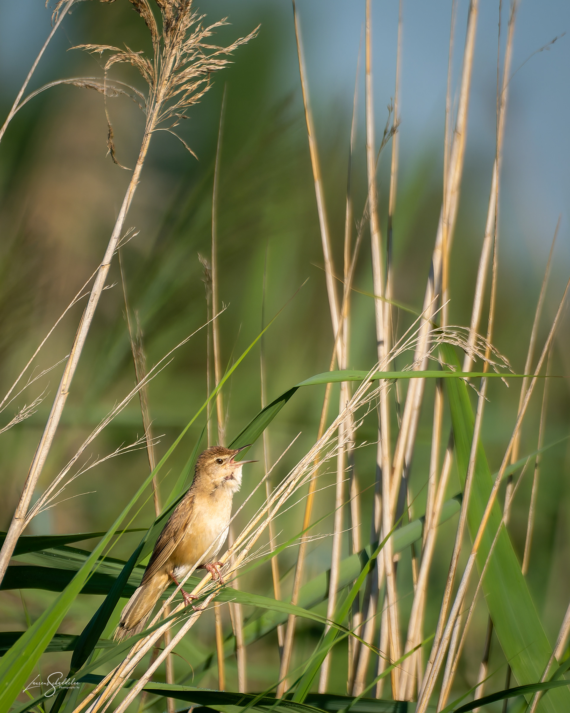 Snor - Savi's Warbler