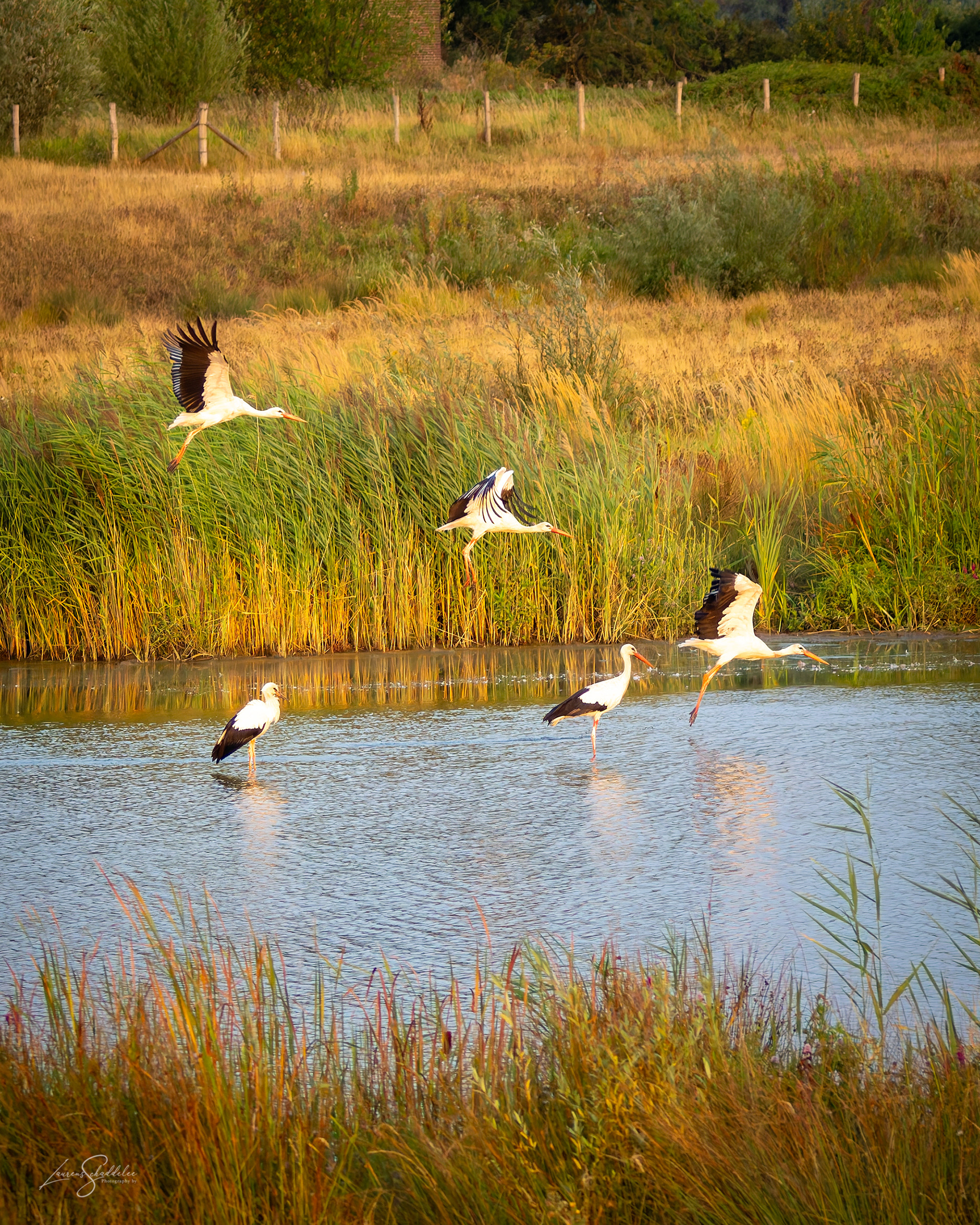Ooievaar - White Stork