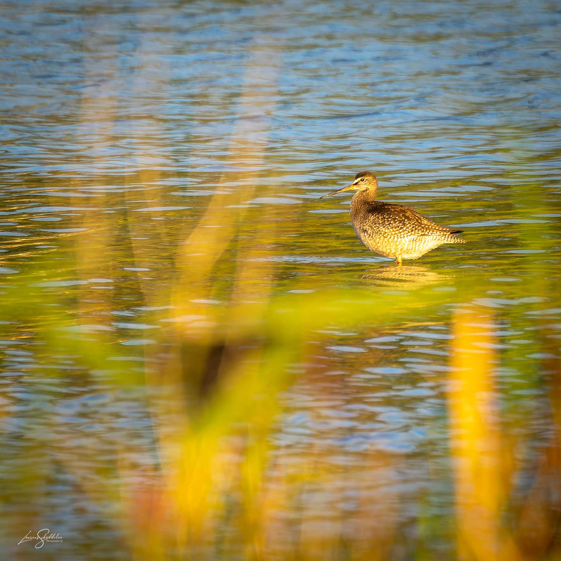 Zwarte Ruiter - Spotted Redshank