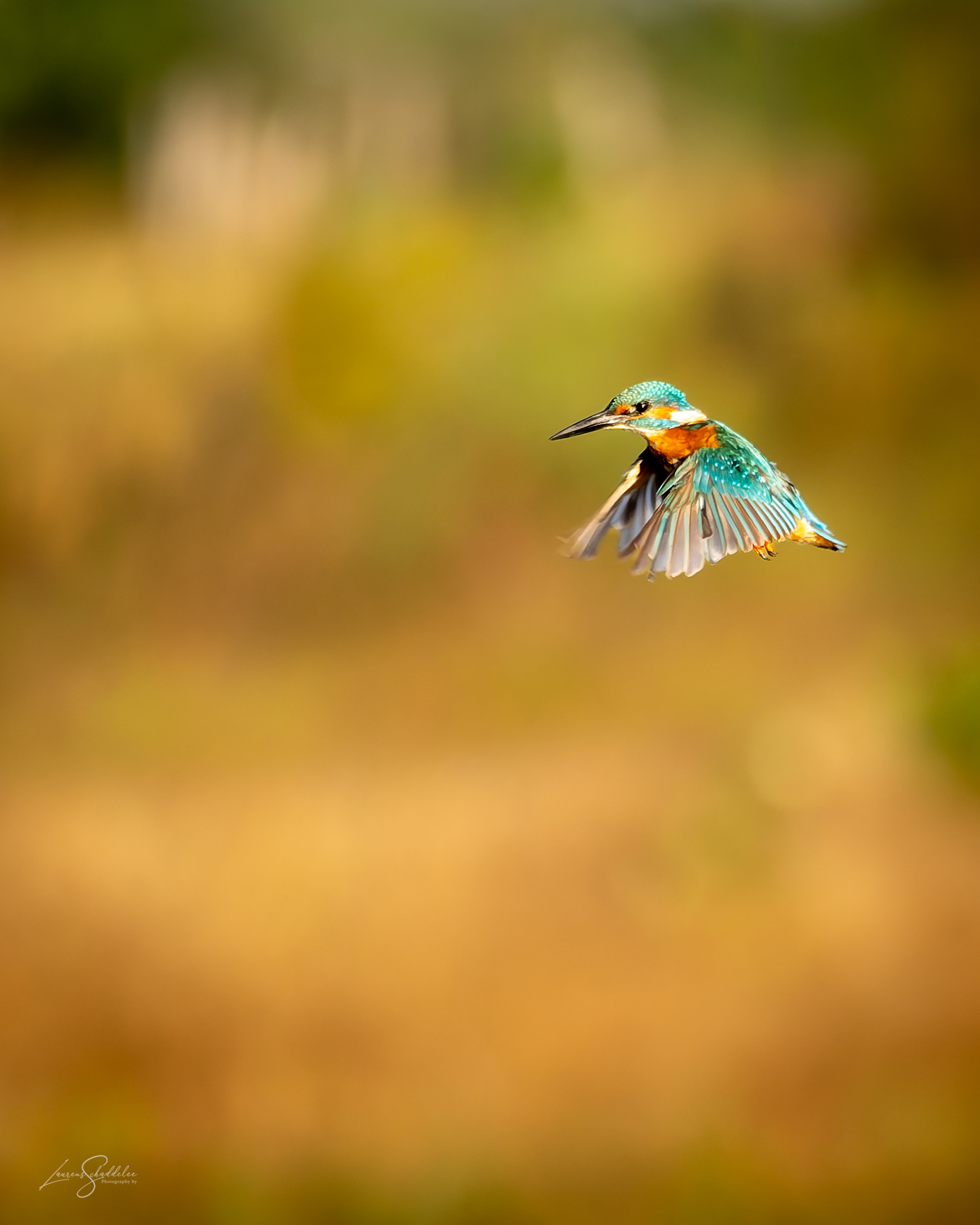 IJsvogel - Kingfisher