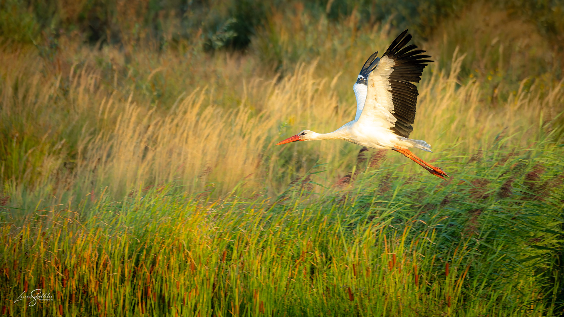 Ooievaar - White Stork