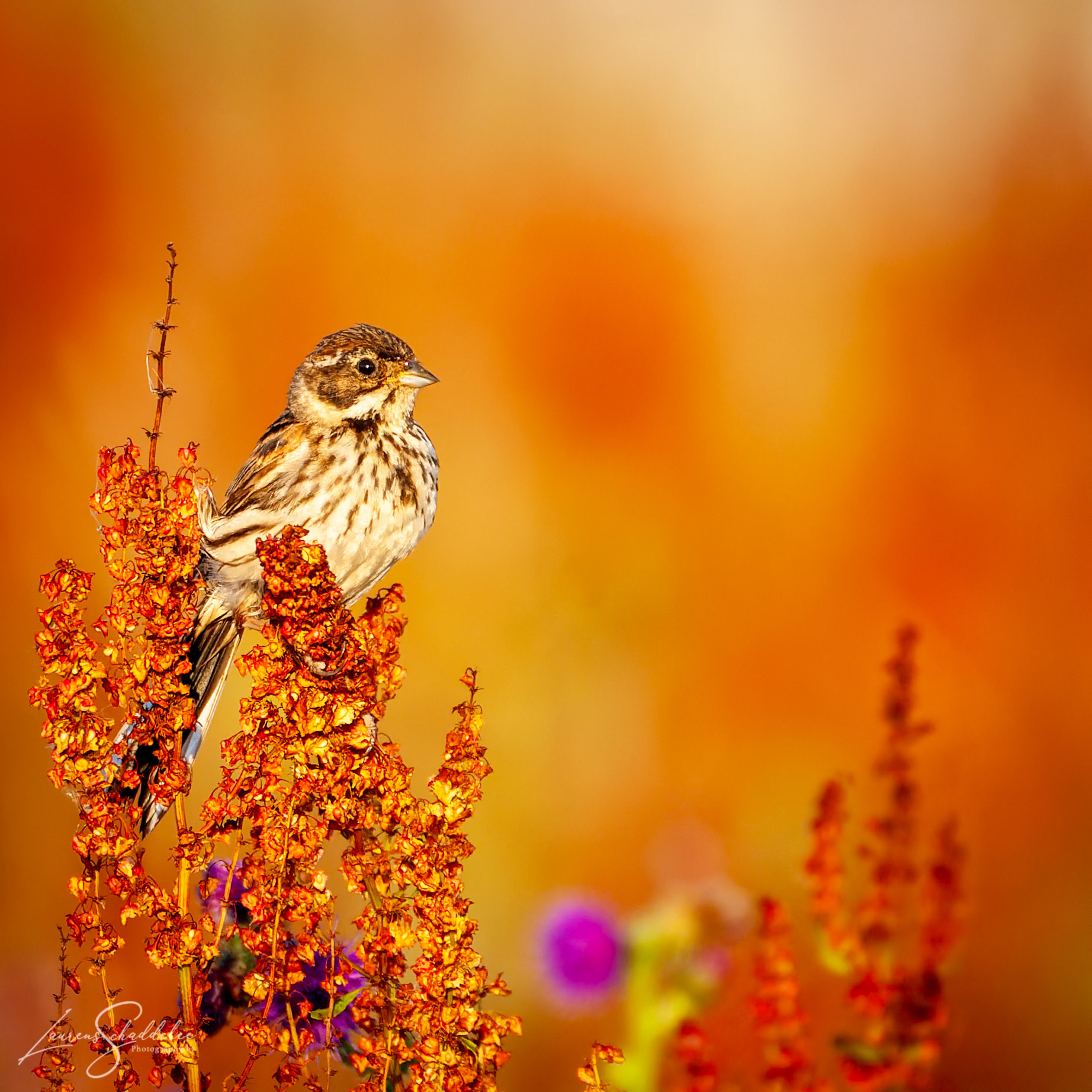 Reed Bunting - Riergors