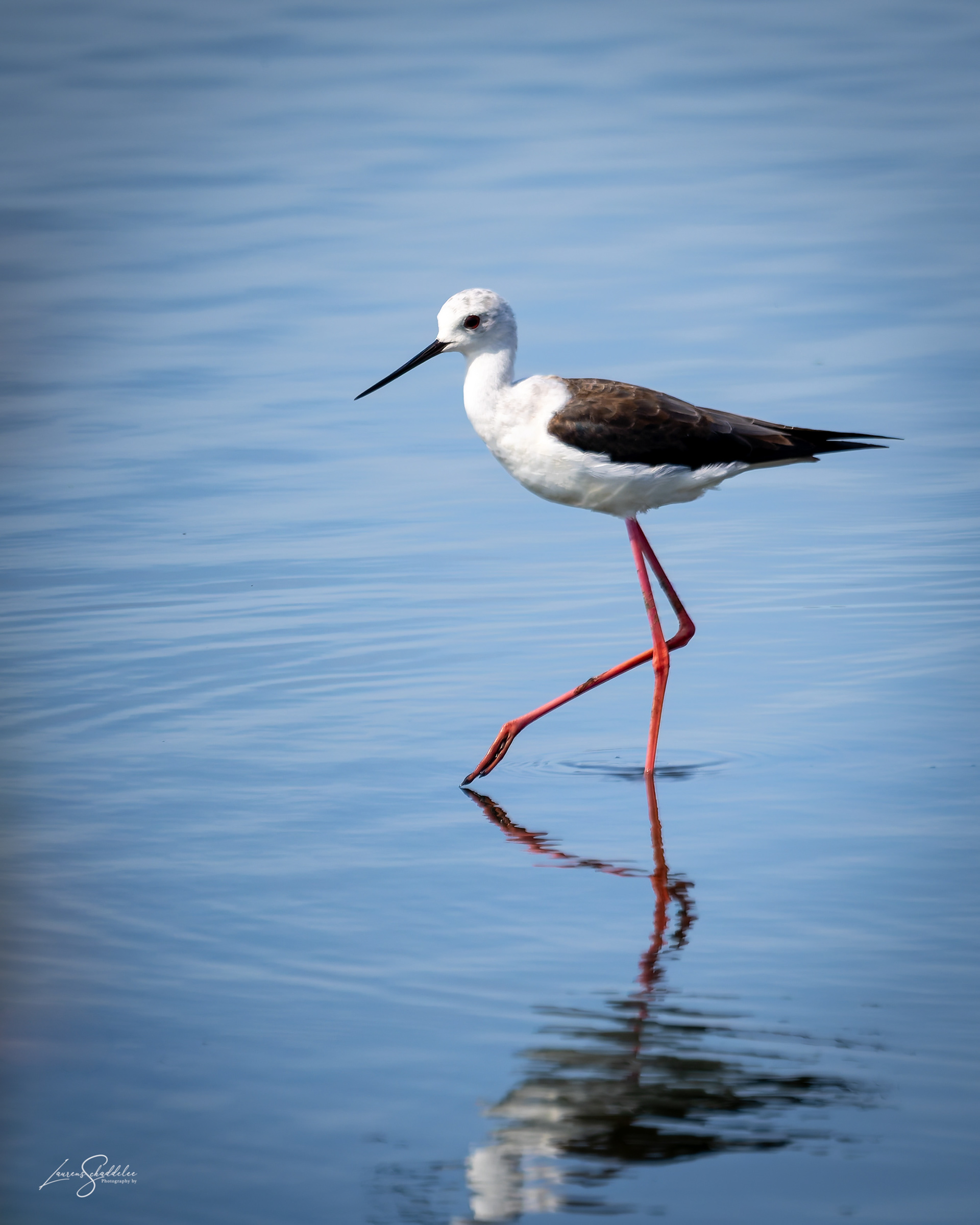 Stelkluut - Black-winged Stilt