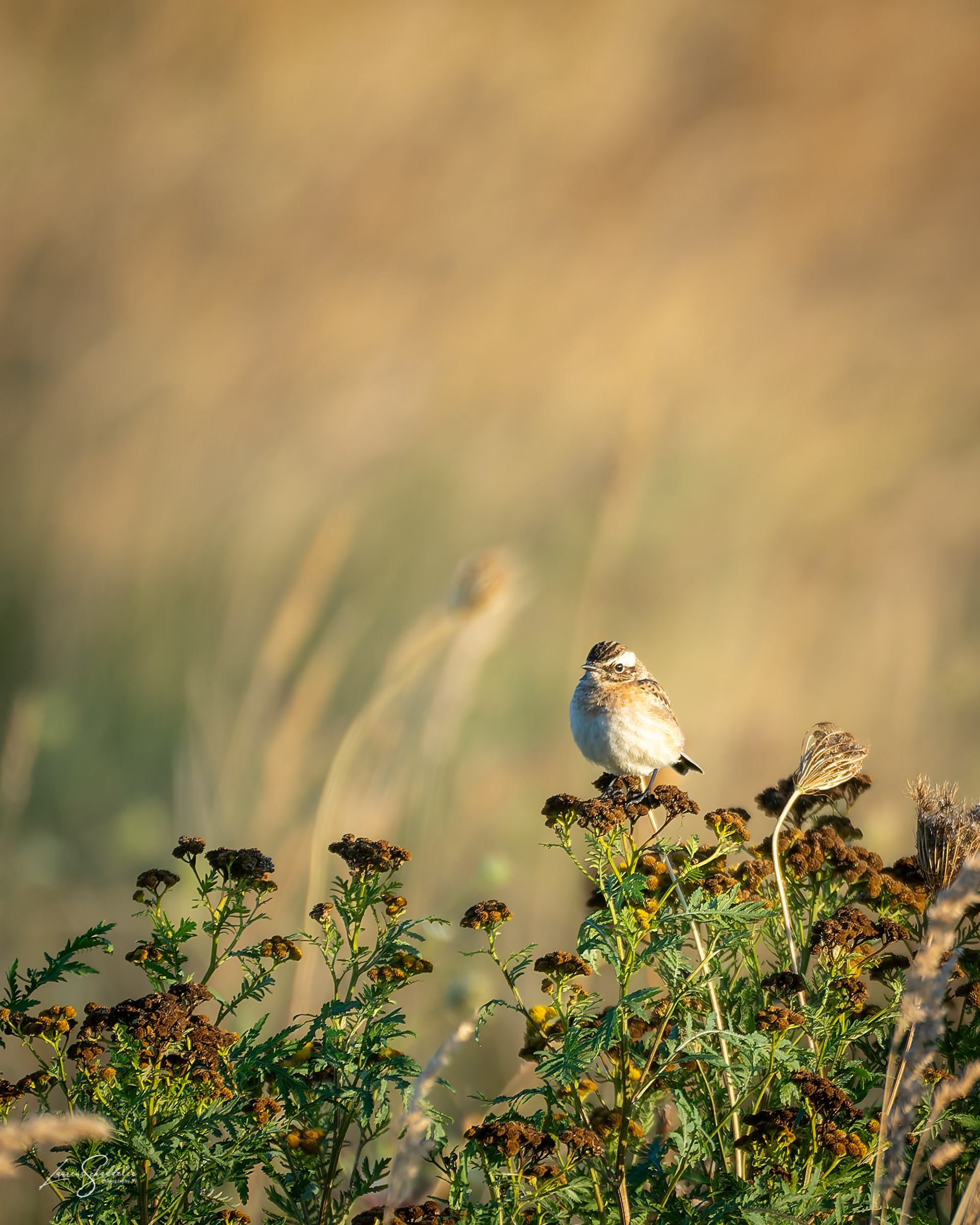 Paapje - Whinchat