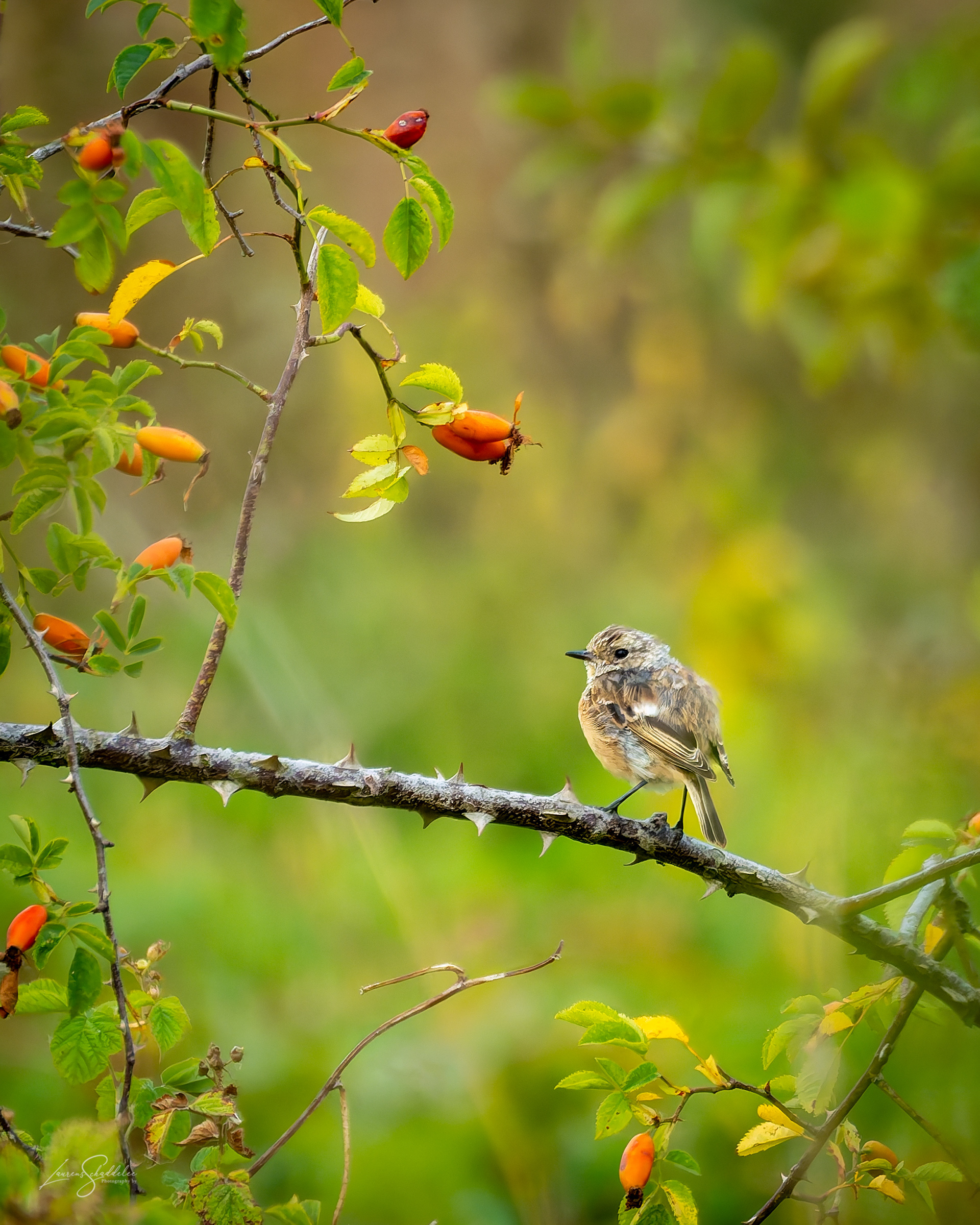 Roodborsttapuit - Stonechat