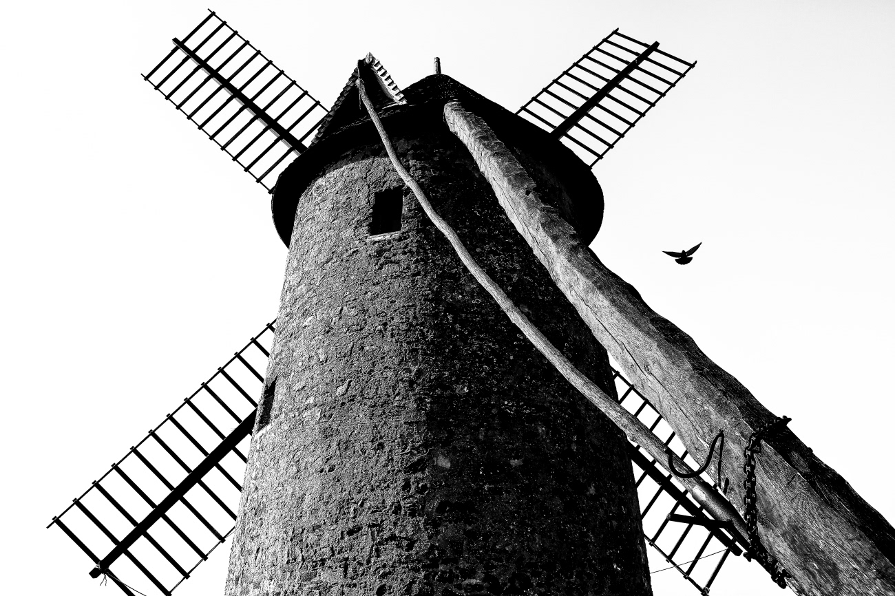l'Oiseau