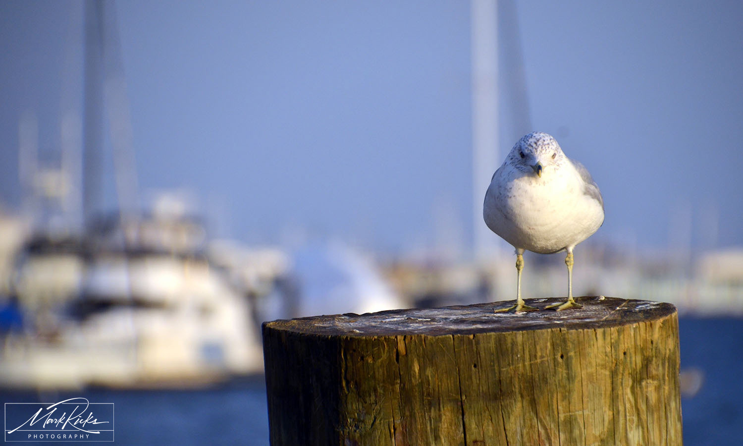 Fells Point Baltimore: Seagull