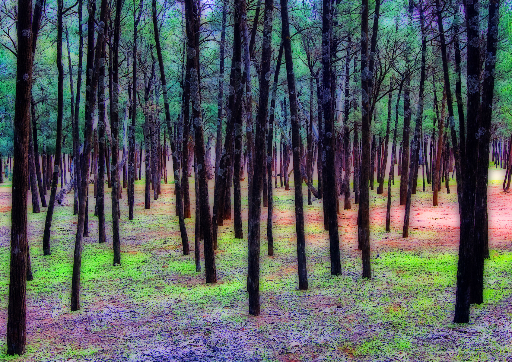 Magic forest