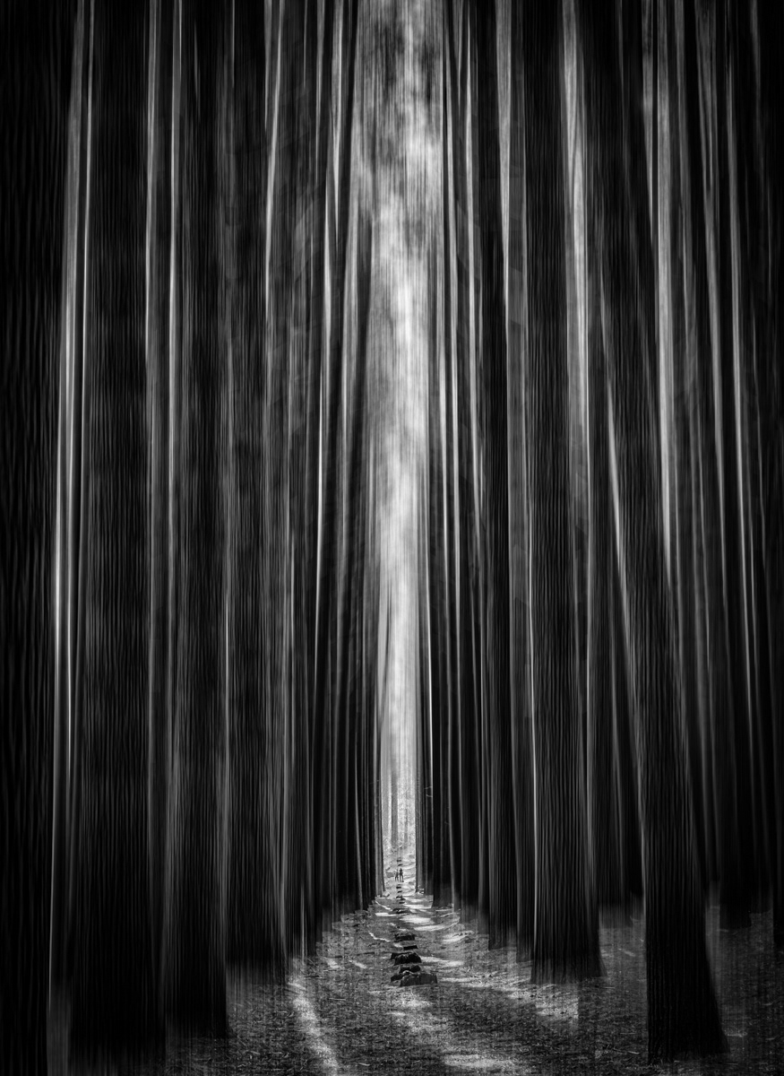 Sugar pine forest