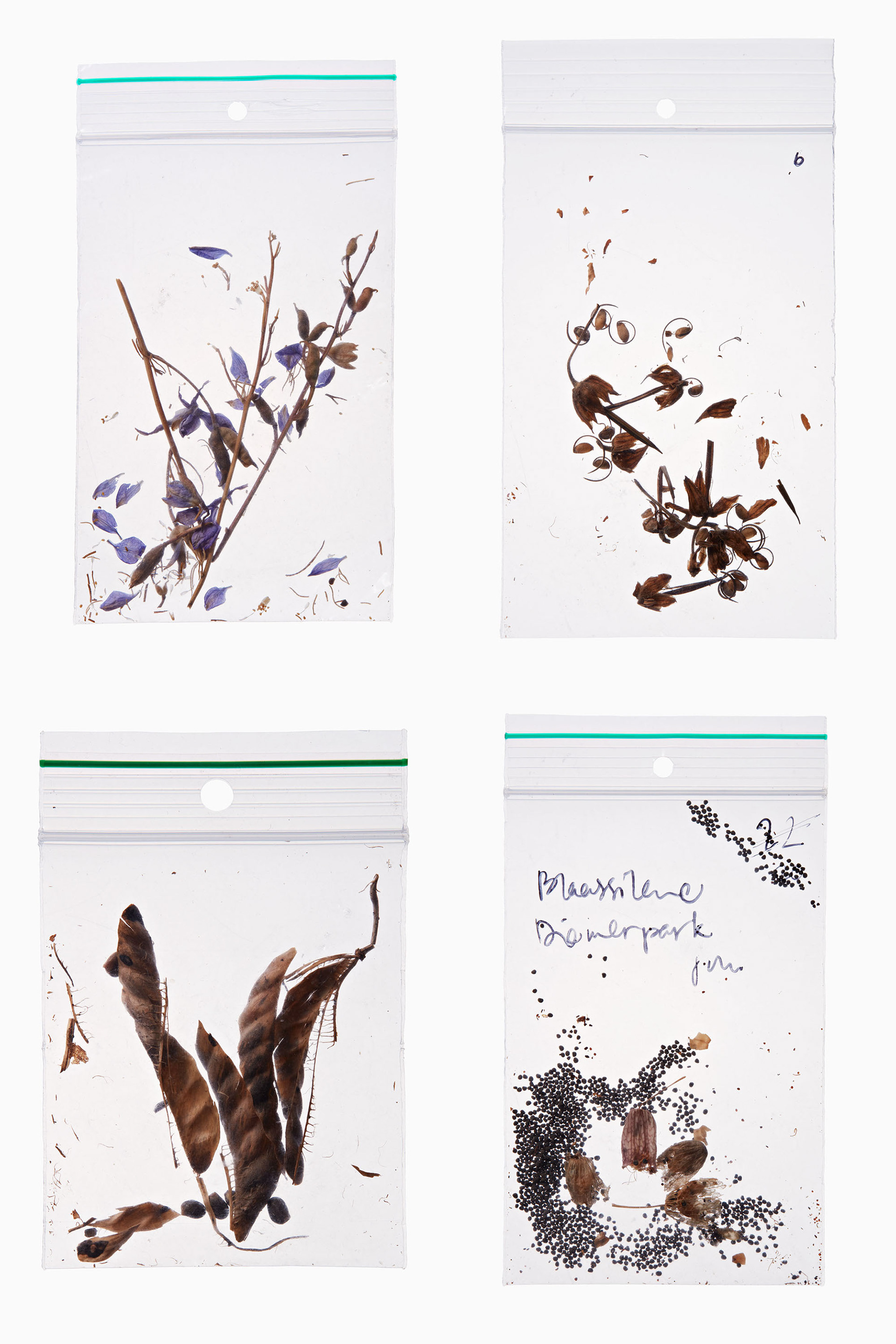 Product pictures of plant species found in Amsterdam and stored in plastic bags