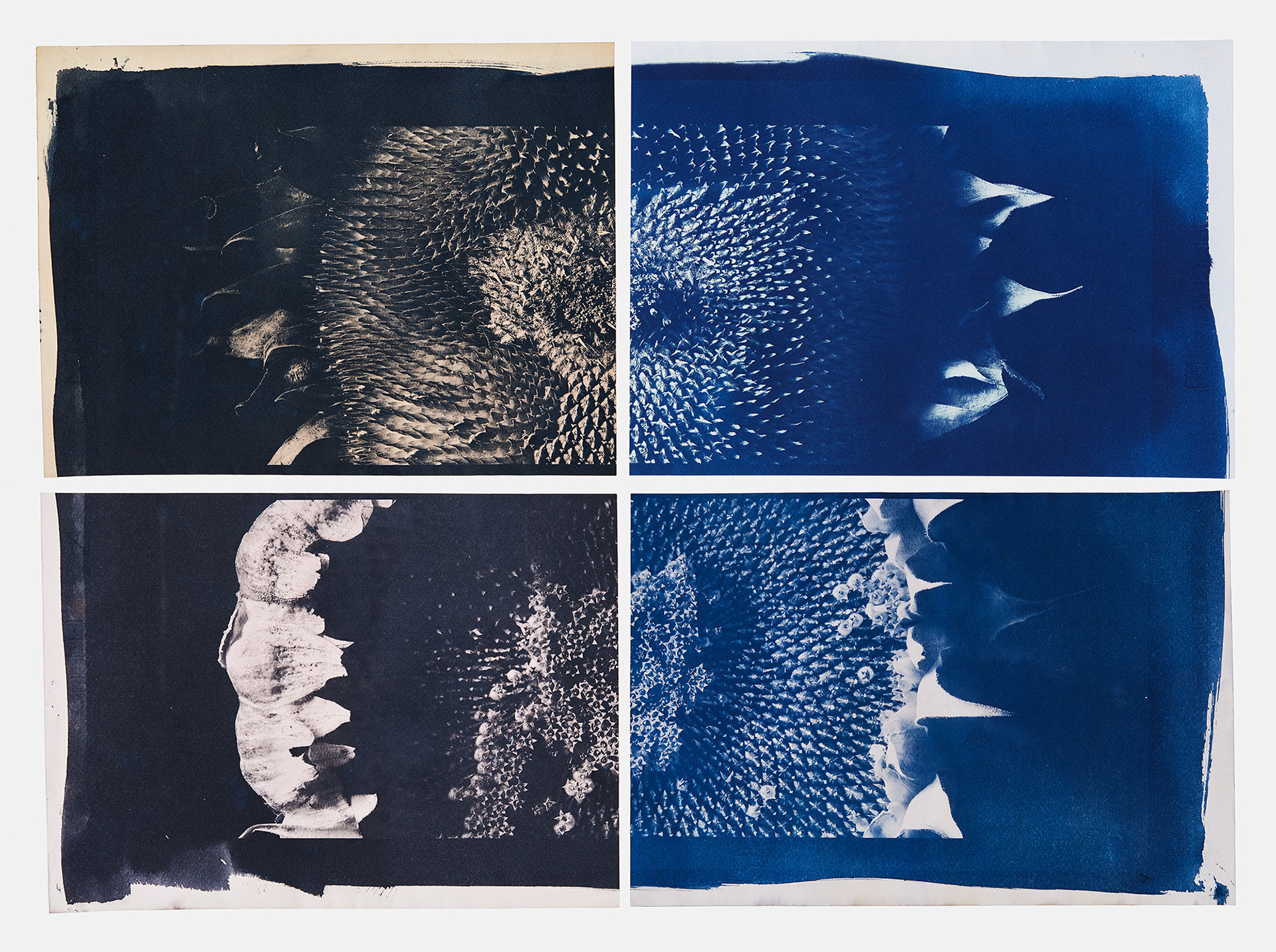 Cyanotype prints of high-resolution digital photographs of sunflower heads.