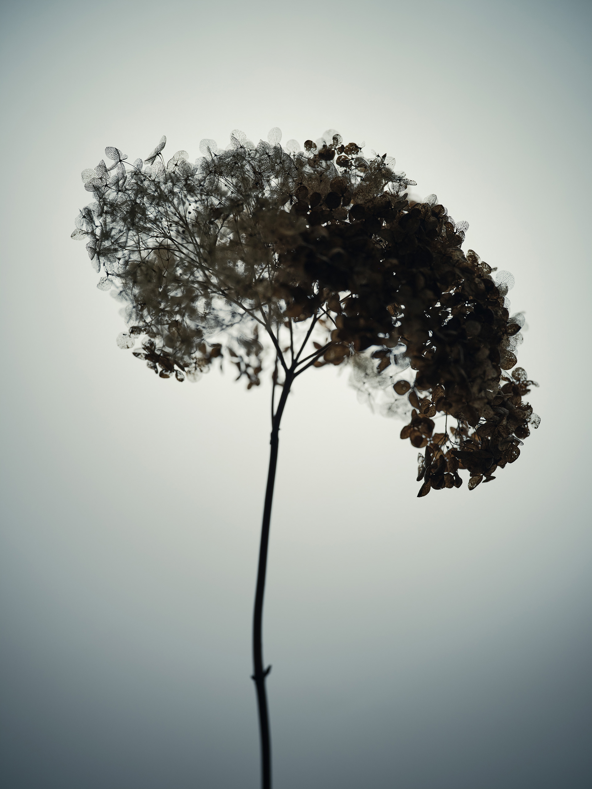 Hortensia Annabelle - 50x65 cm Inktjet uncoated BFK Rives 270 g/m2