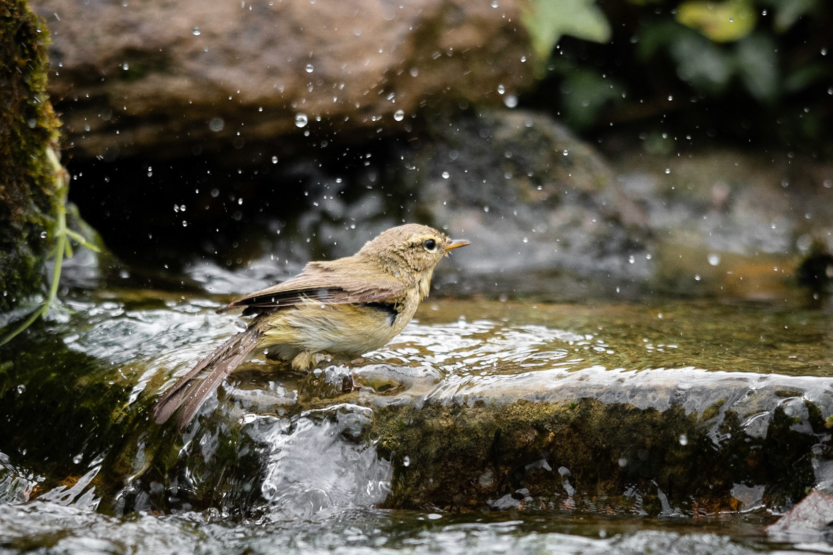 Chiffchaff