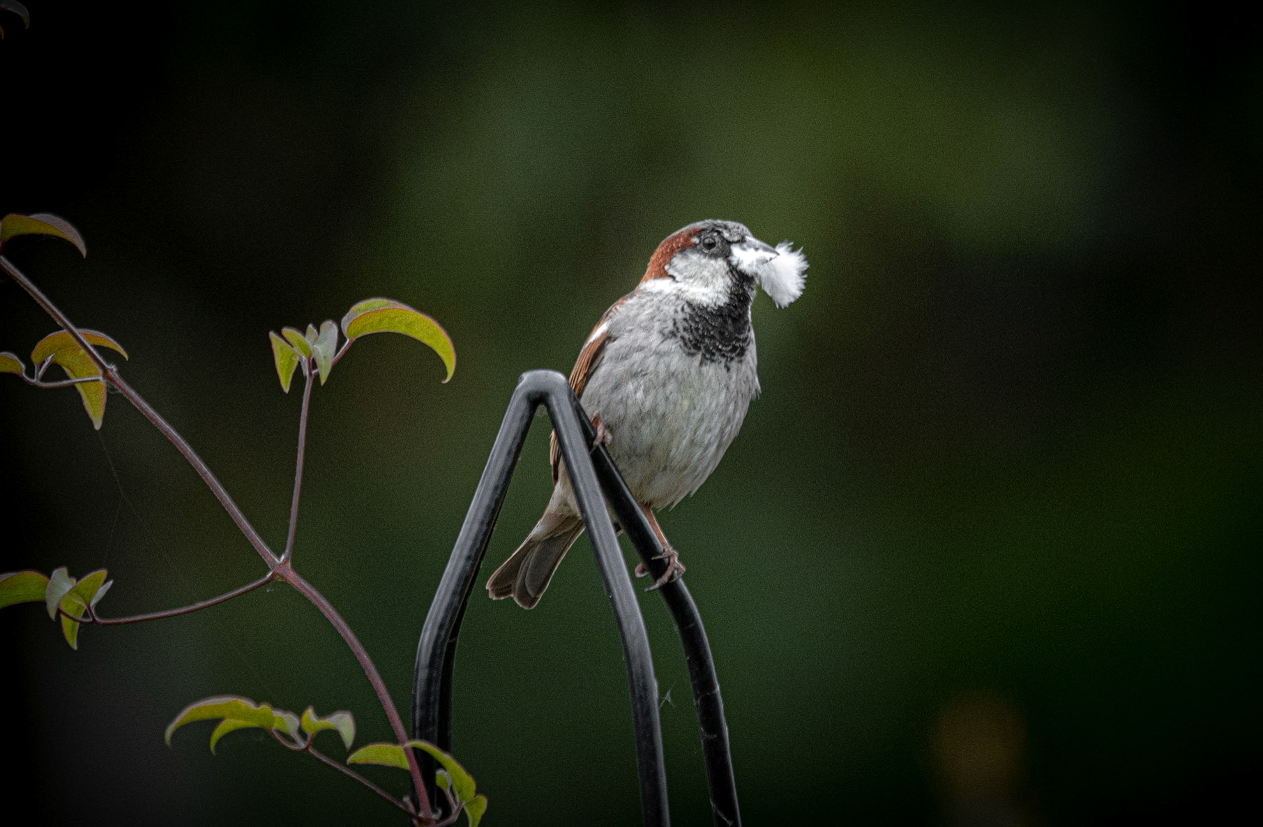 House Sparrow