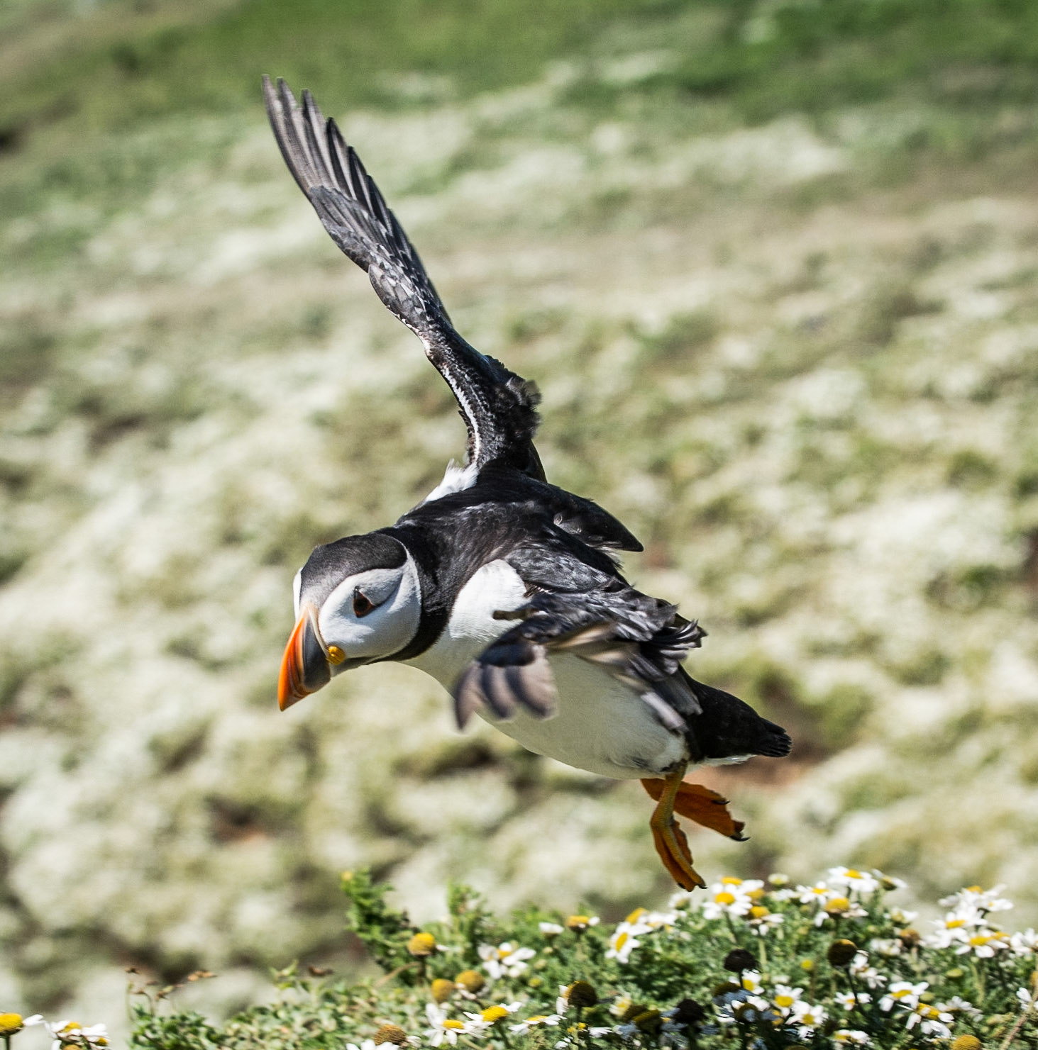 Puffin