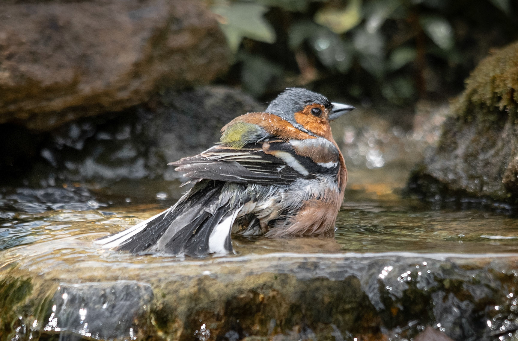 Chaffinch