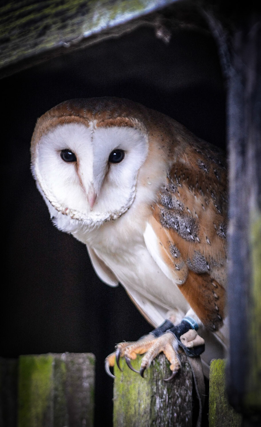 Ban Owl