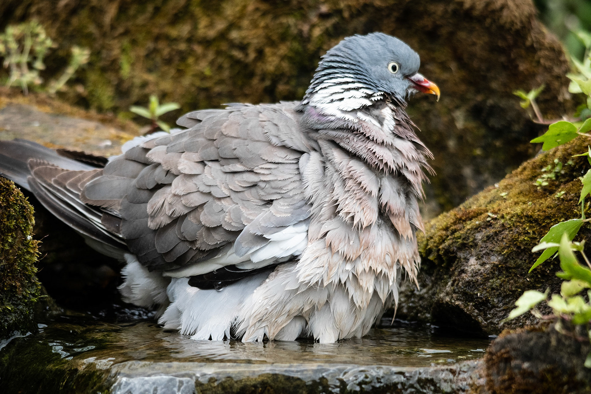 Wood Pigeon