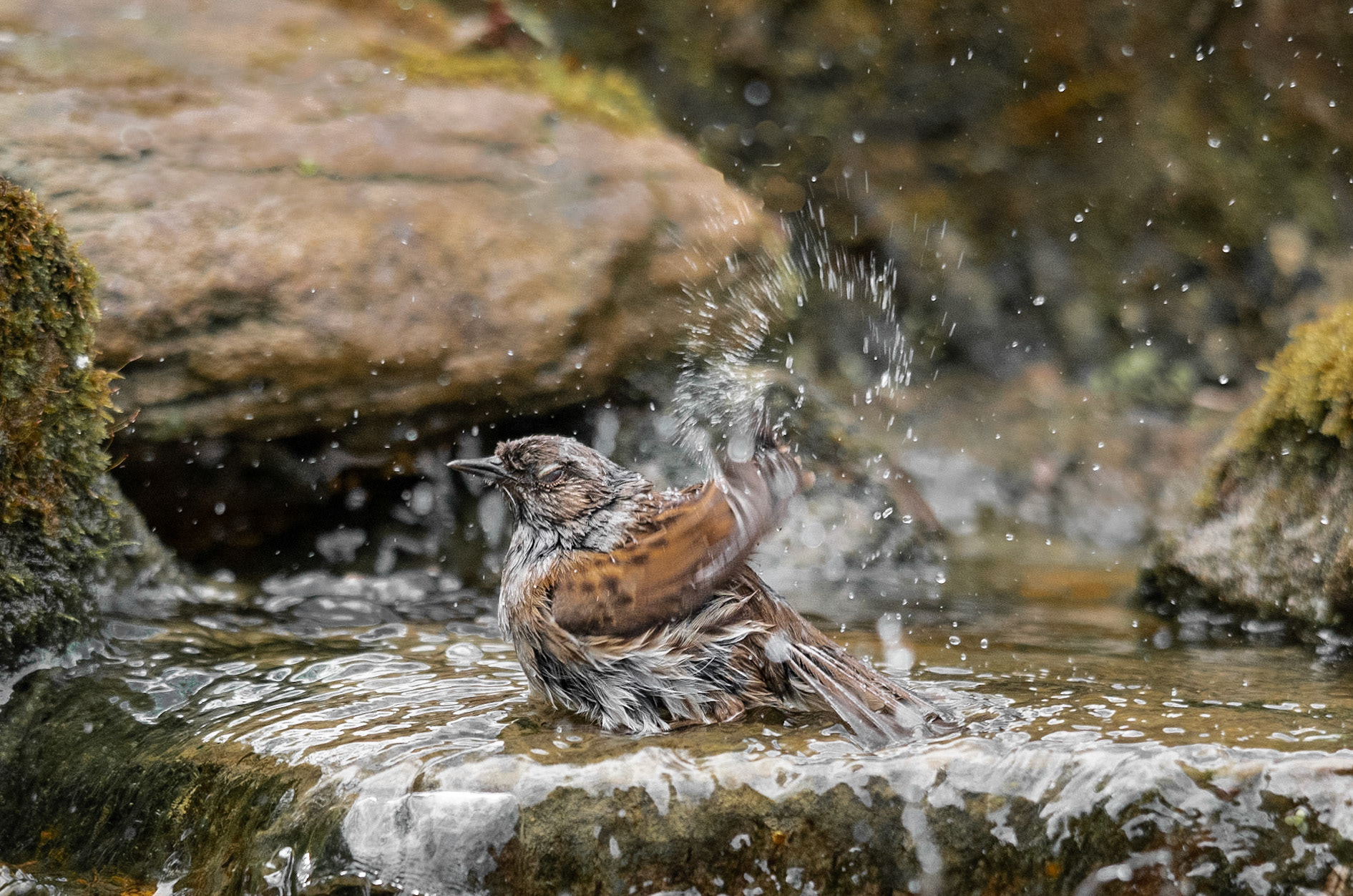 Dunnock