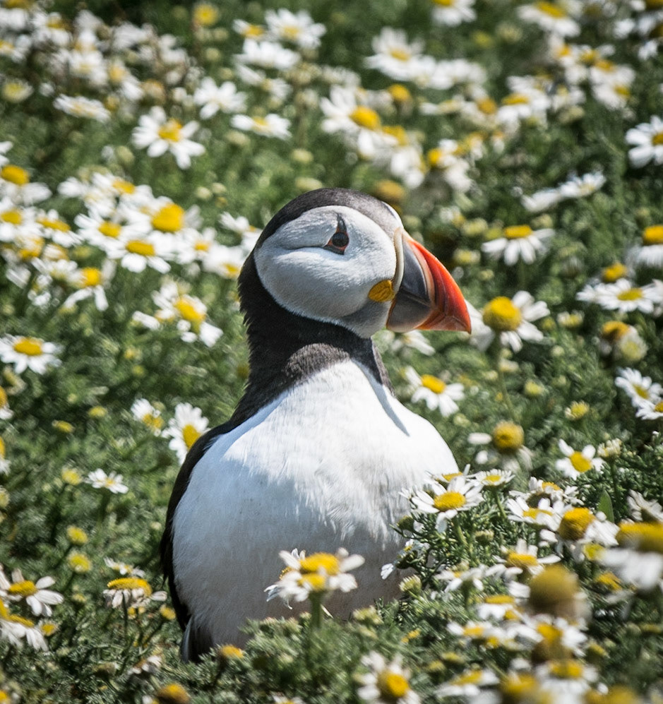 Puffin