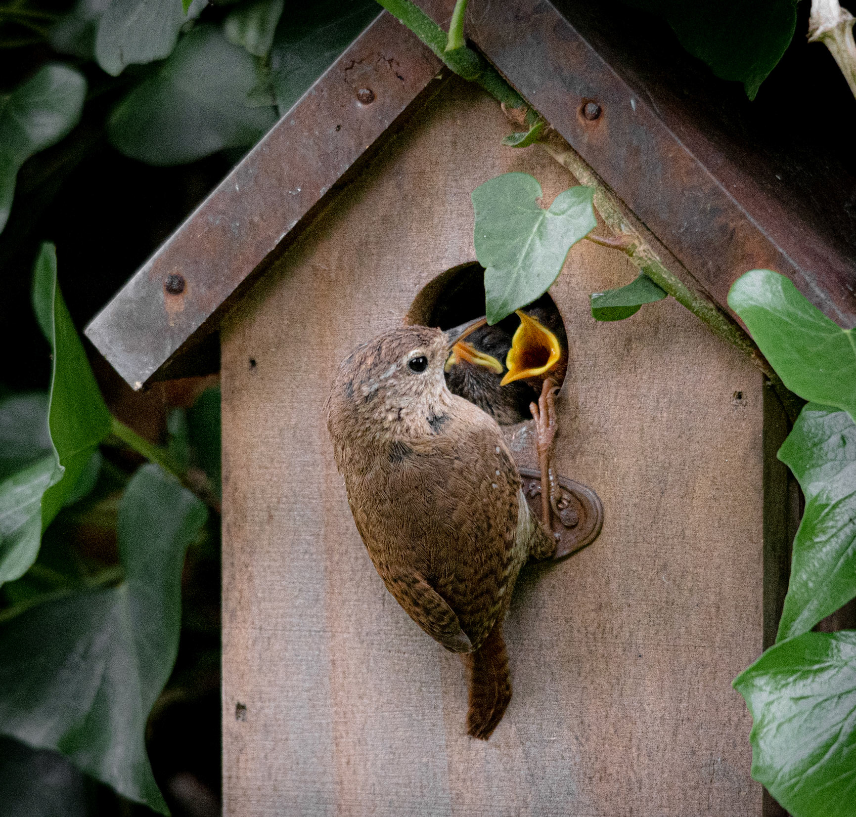Wren
