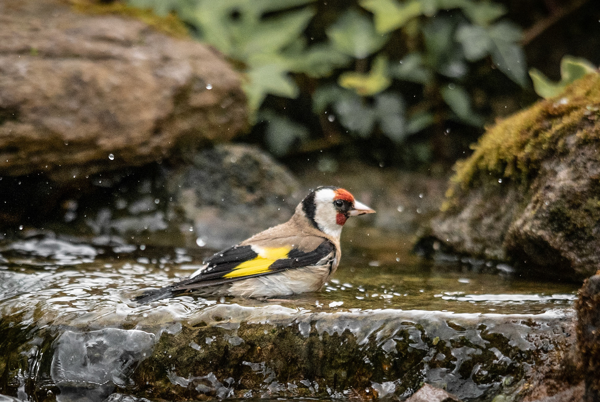 GoldFinch