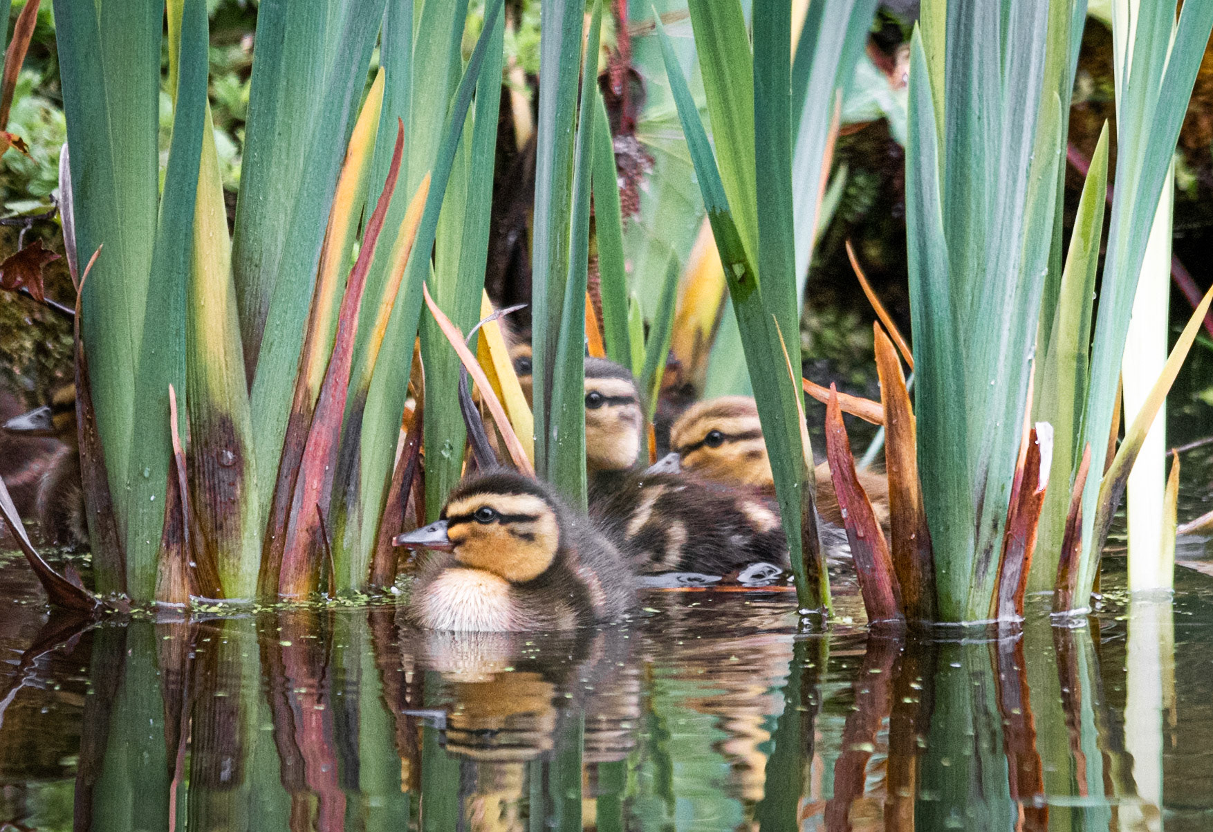 Mallard chicks