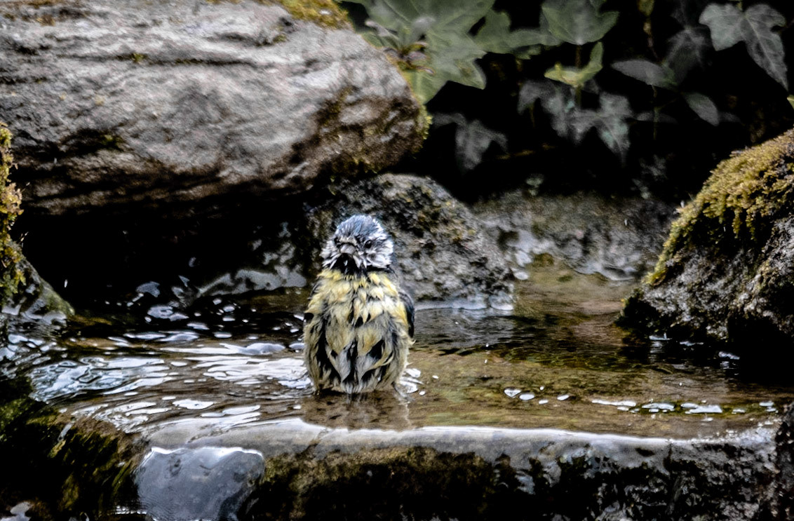 Blue Tit