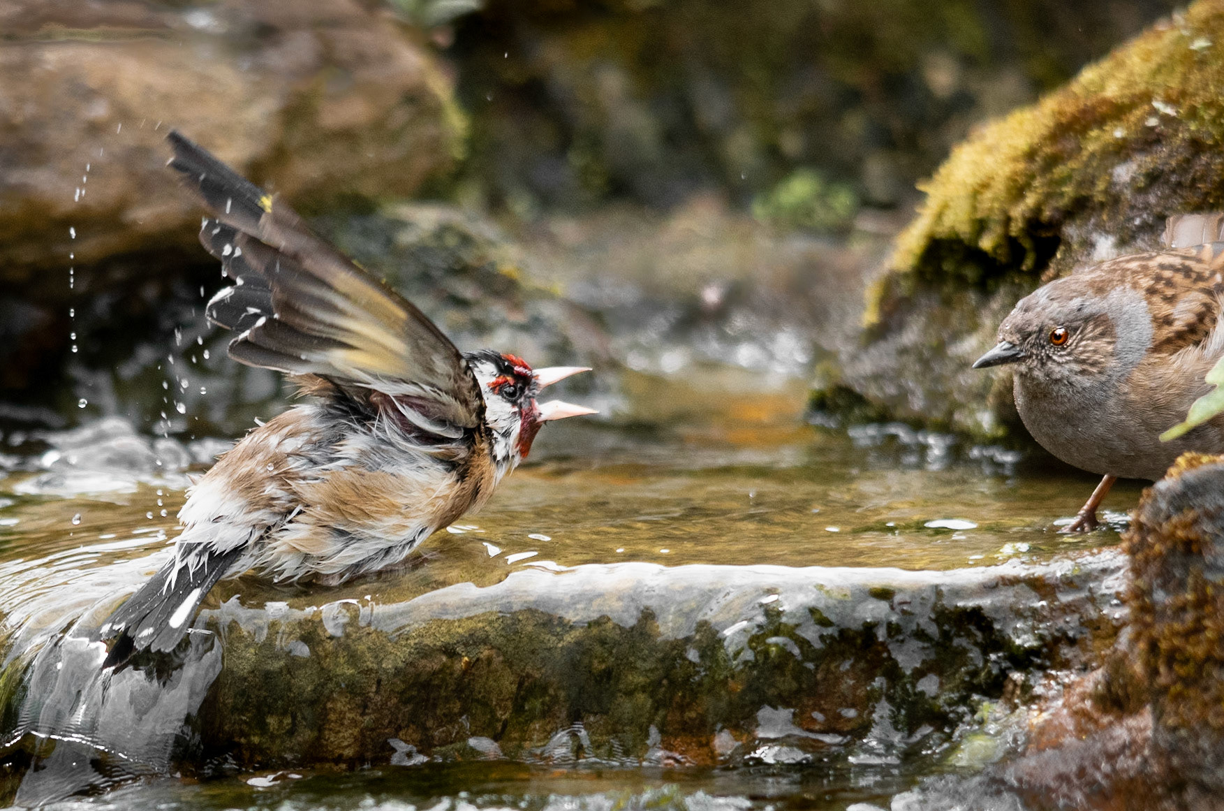 GoldFinch