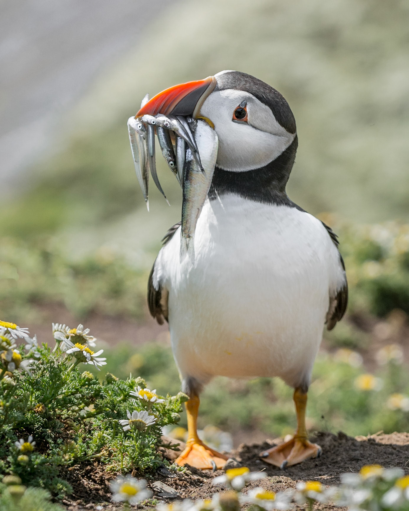 Puffin