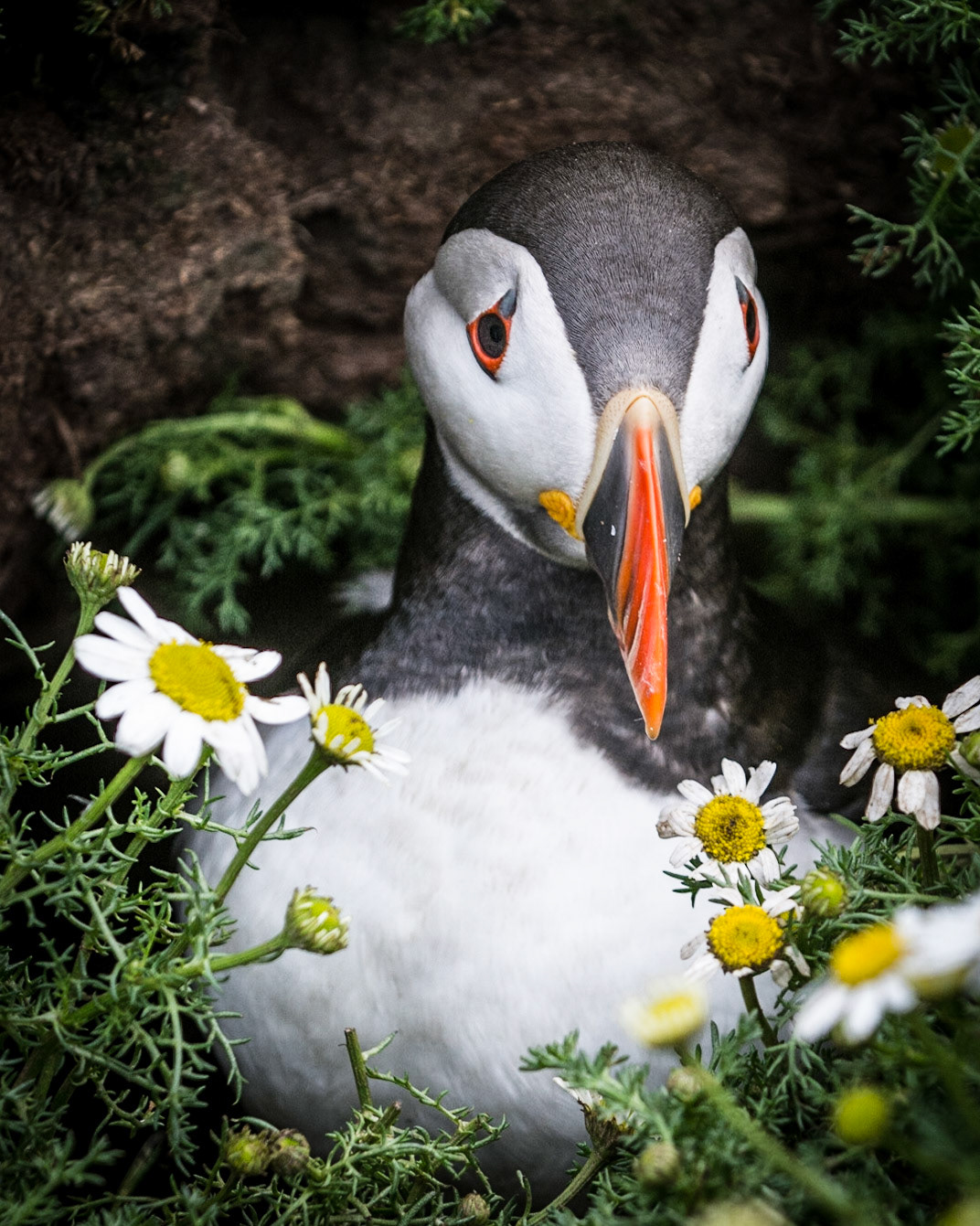 Puffin