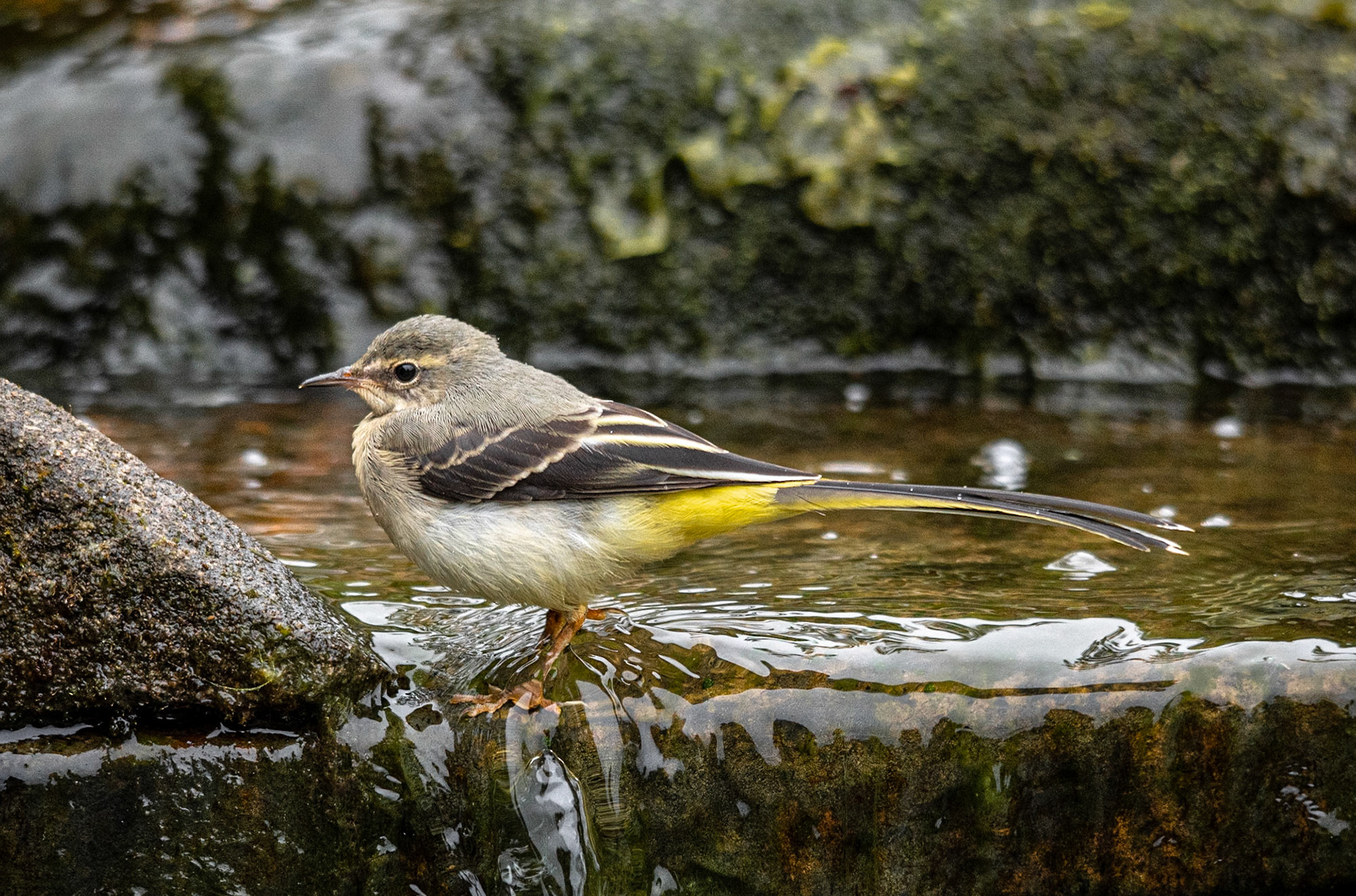 Grey Wagtail