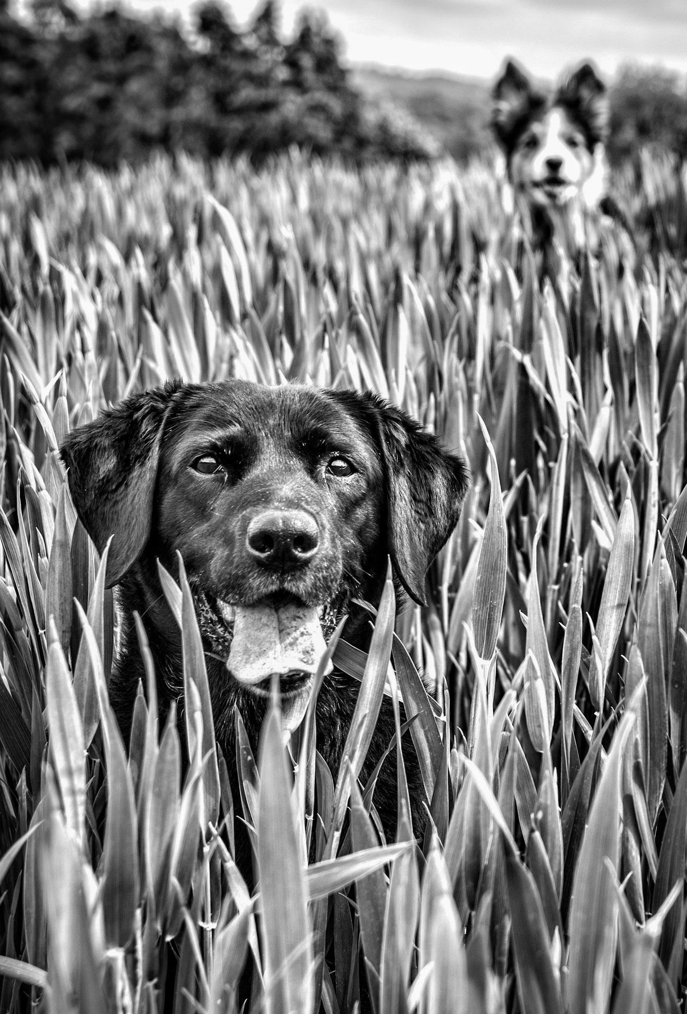 Dog Photography