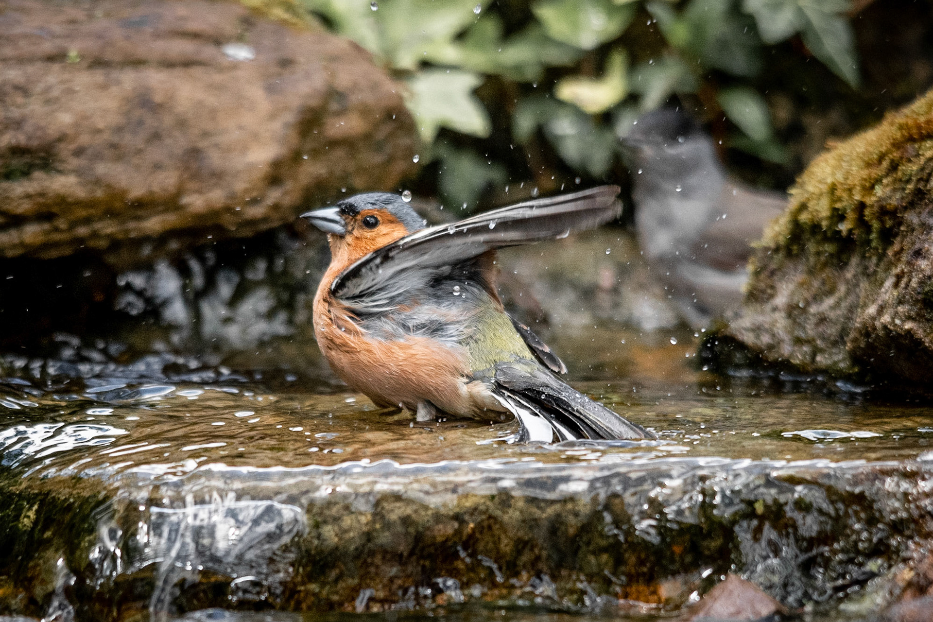 Chaffinch